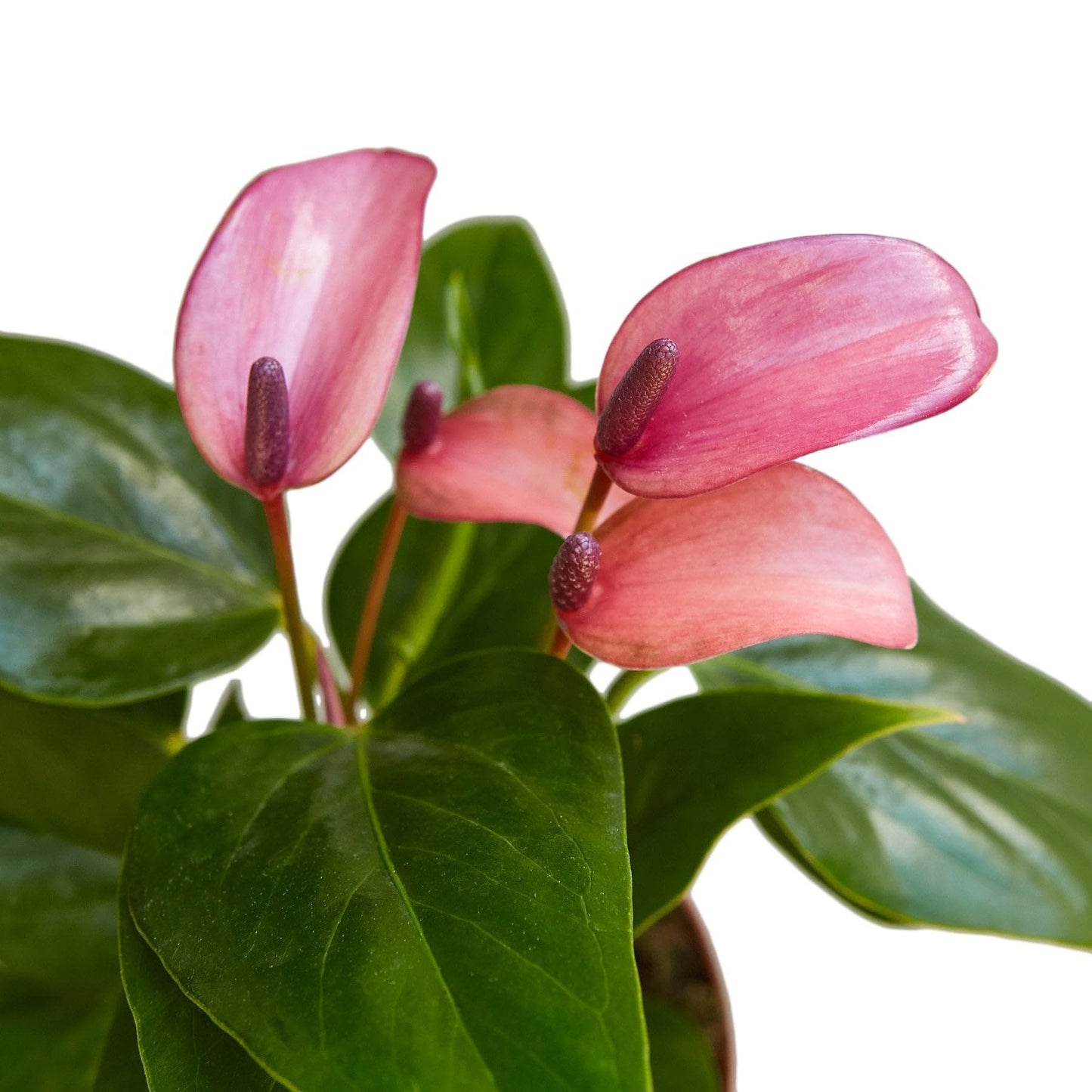 Anthurium Purple | Live Plant for Indoor & Outdoor | for Living Room, Office, Bathroom | (4" Pot)