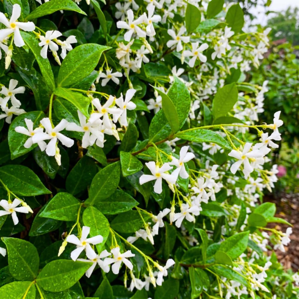 Star Jasmine Plant Live, Jasmine Flower Plant, 3-5 Inc Tall, Fragrant Climbing Vine for Indoor Outdoor Growing