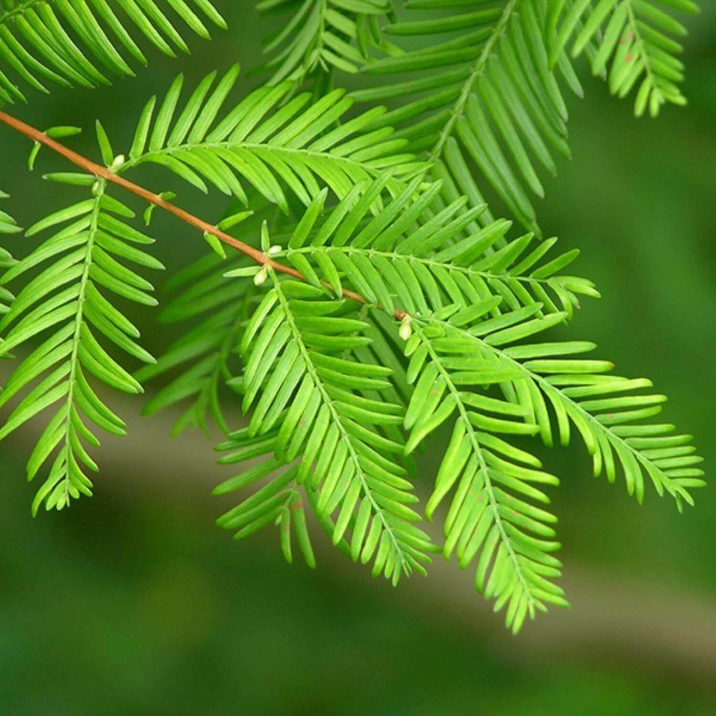 Live Plant - Dawn Redwood Tree - Live Plant - 8-12" Tall Seedling - Quart Pot - Ships Potted