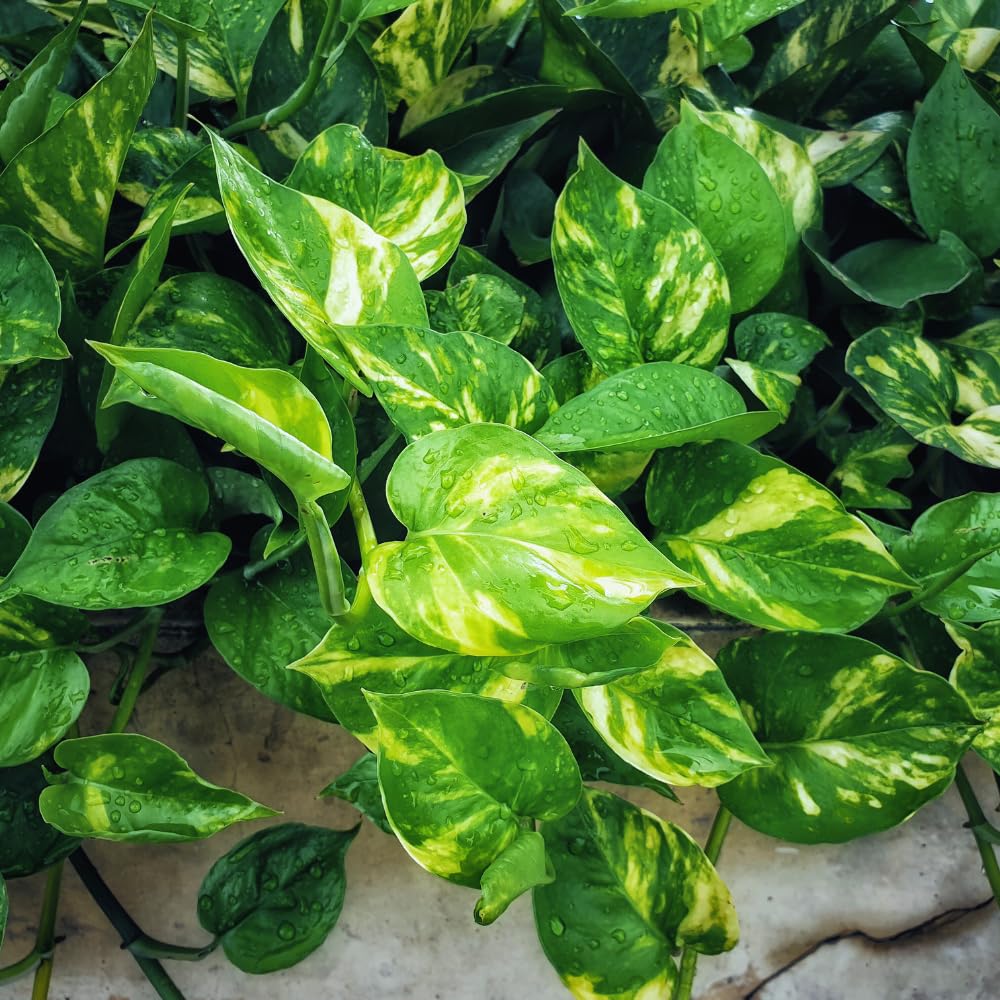 Golden Pothos Plant Live in 4 in Potted, House Plant for Growing, Pothos Live Plant Pot