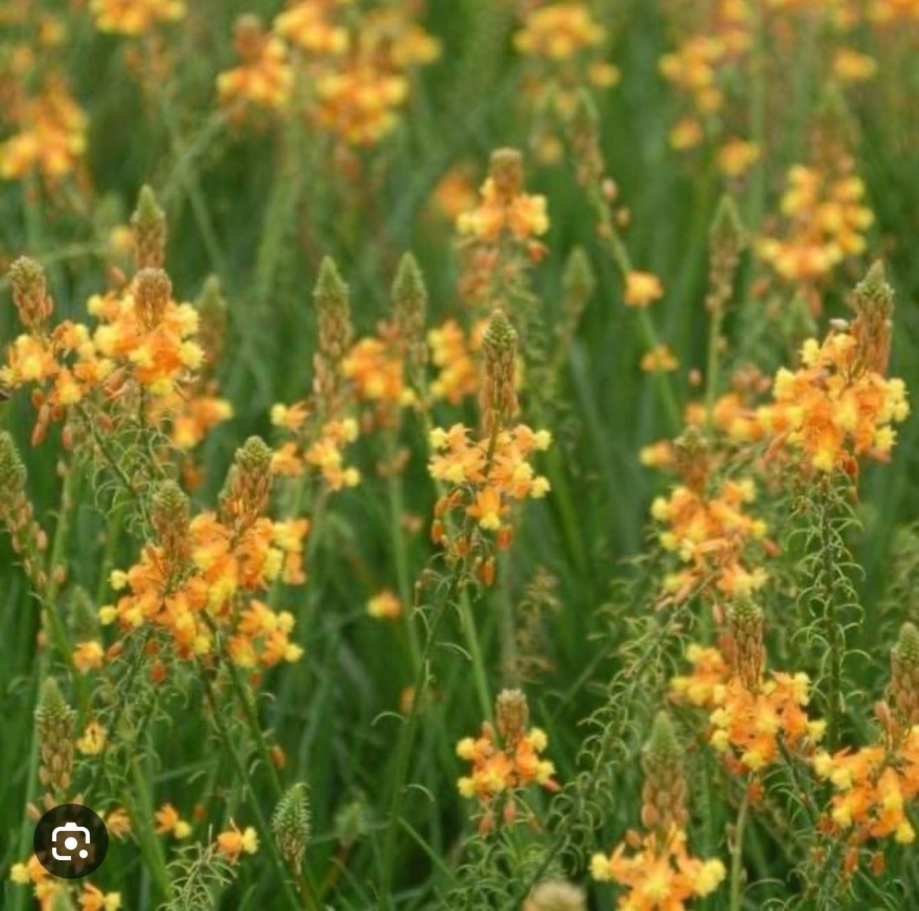Live Plant - Orange bulbine-Bulbine frutescens-Small Rooted Starter Plant-Butterfly Host!