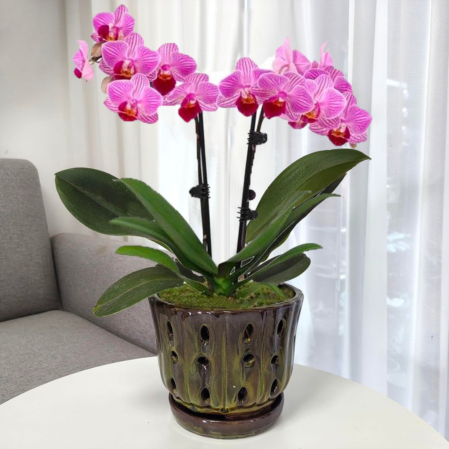 Grdthzey Ceramic Orchid Pots with Attached Saucer and Drainage Hole 6'' Orchid Planter (mossgreen)