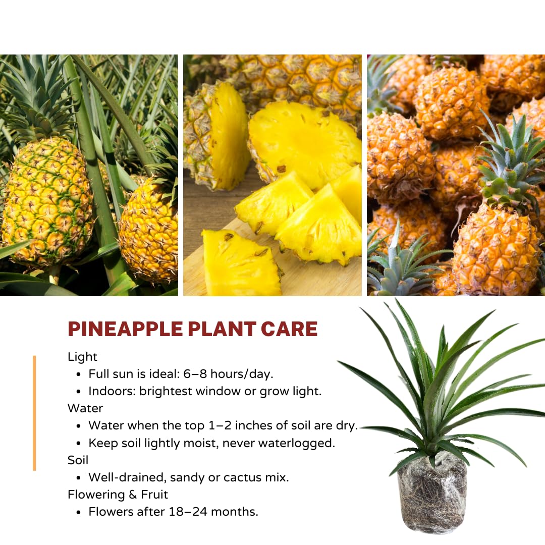 2 Pineapple Plants Live to Grow 5 to 8 Inch Tall, Sweet Pineapple Fruit Tree Live Plant for Outdoor (Gold Pineapple)