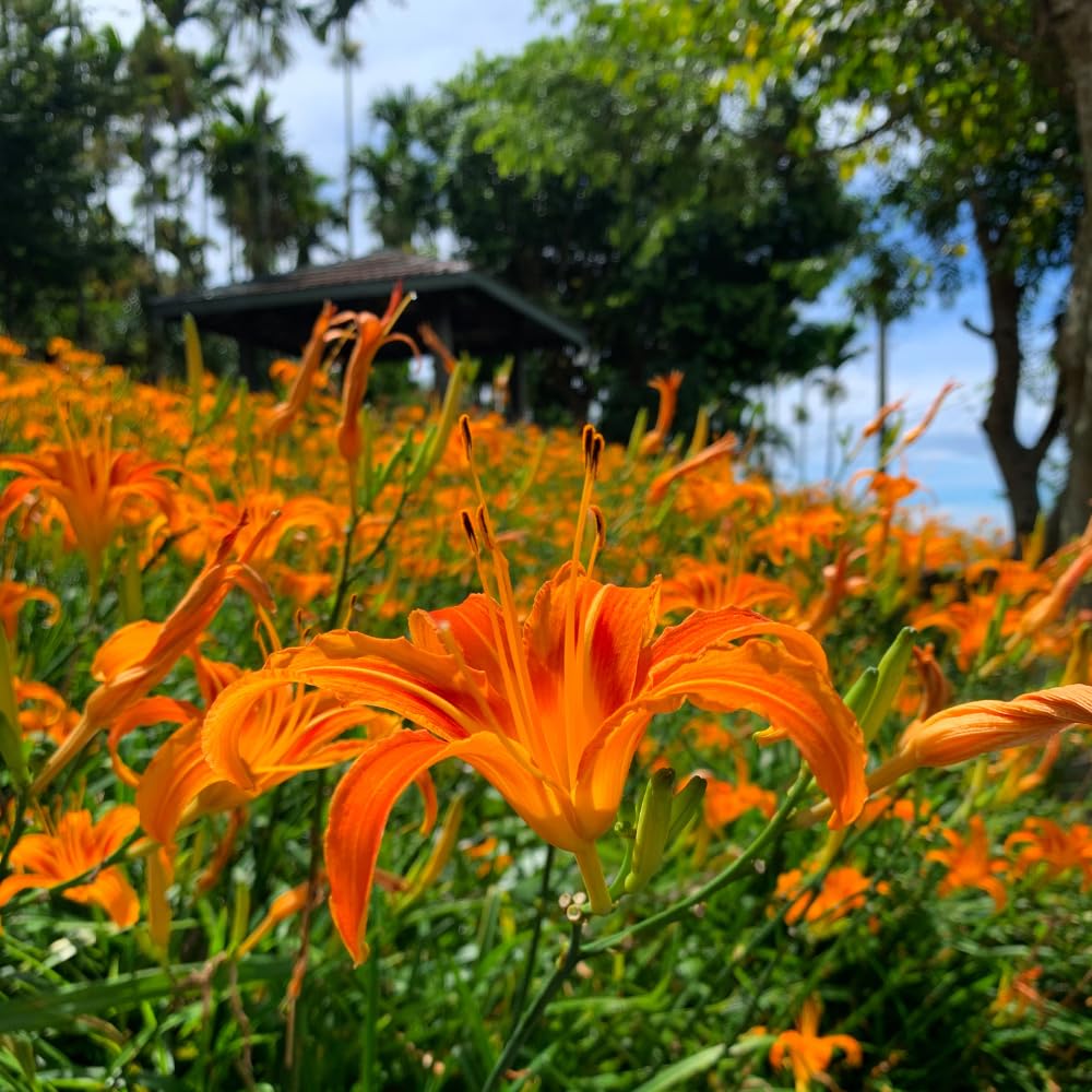 50 Wild Orange Daylily Live Roots, Hemerocallis Fulva, Vigorous Orange Flowering Perennial for Garden Borders