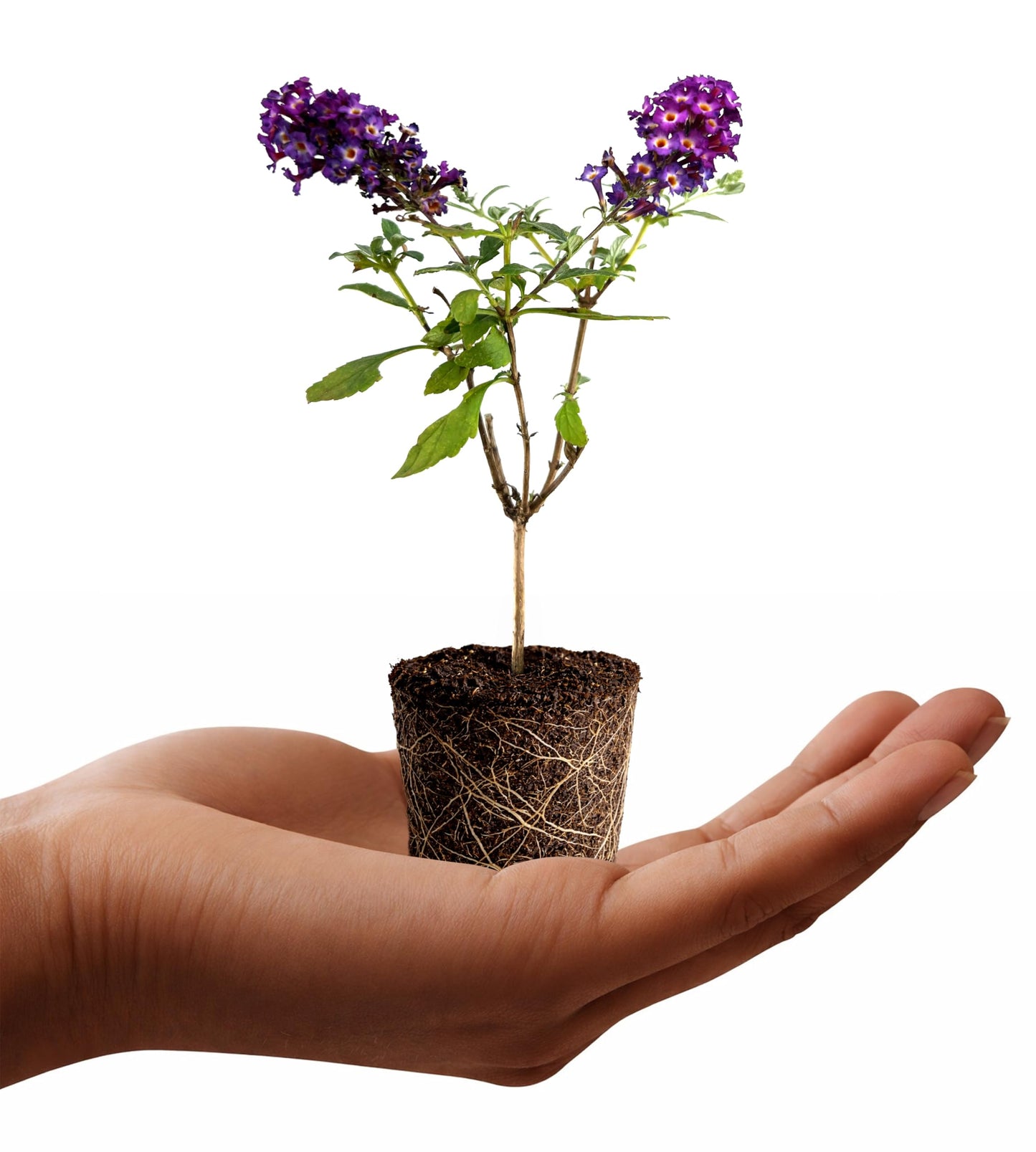 Buddleia Davidii Butterfly Bush Blueberry Pie | 3 Live Plants | Fragrant Blooms, Attracts Butterflies, Summer Flowering, Drought Tolerant, Fast Growing, Low Maintenance, Ornamental Shrub