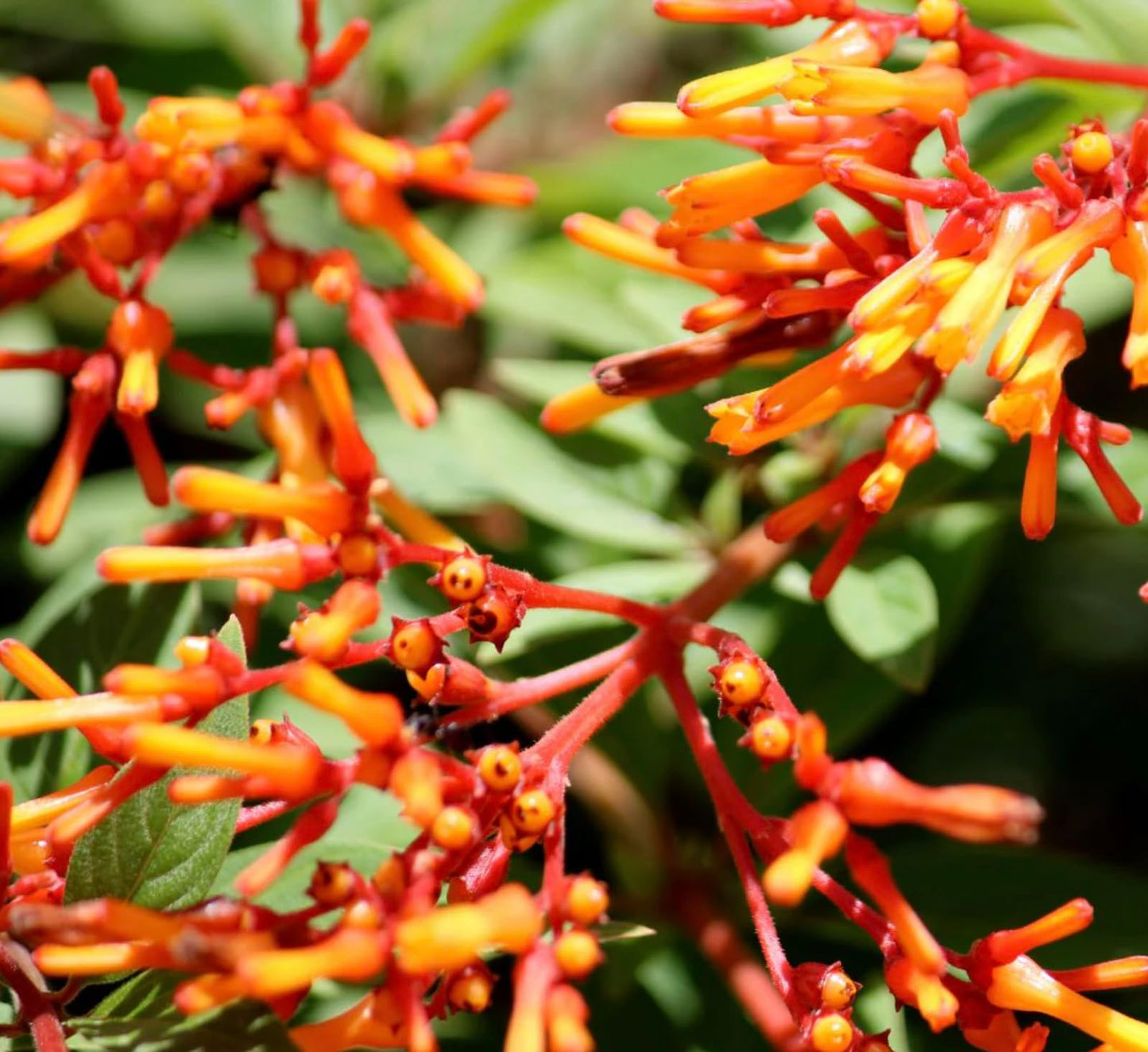 Dwarf Mexican Firebush - 2 Pack Hamelia Patens 'Firefly' Live Plants (5-9") -Compact Hummingbird Magnet - Non-Stop Orange Blooms - Heat Tolerant Patio & Garden Shrub