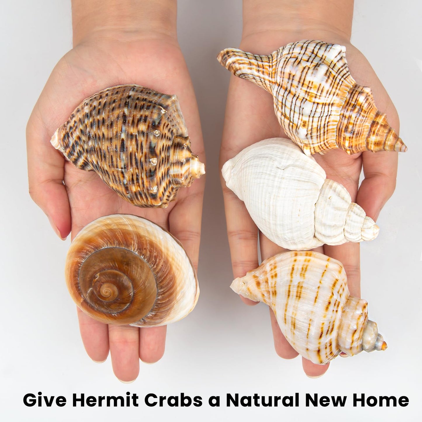 WeDoSoy 5PCS Extra Large Hermit Crab Shells | Natural Sea Conch Size 3" - 4.7", Opening Size 1.6" - 2.7" | Turbo Seashells for Hermit Crab Supplies and Beach Decoration Large Sea Shell