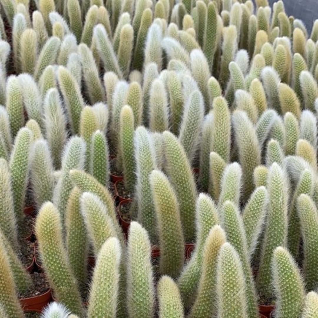Trailing Monkey Tail Cactus Live Plant, Monkeys Tails Cactus for Hanging Basket, Size Starter in 2" Pot, Rare Succulent for Planting