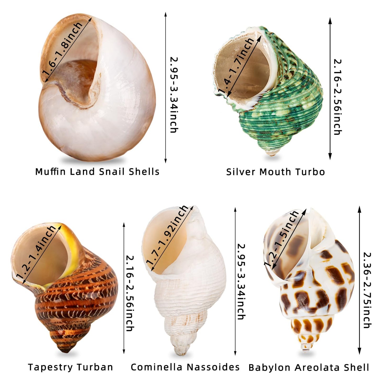 5PCS Medium and Large Hermit Crab Shells | Natural Sea Conch Size 2.2" - 3.4", Opening Size 1.5" - 2" | Turbo Seashells for Hermit Crab Supplies and Beach Decoration Medium Large Sea Shell
