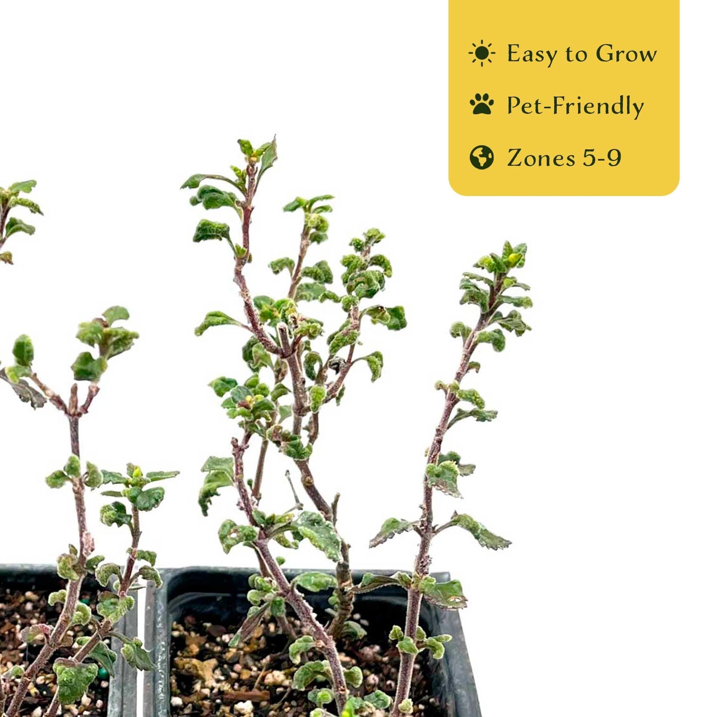 4 Wall Germander – Compact Evergreen Groundcover Shrub with Glossy Aromatic Foliage & Purple Summer Flowers (Teucrium chamaedrys) in 3.5″ Cubes, Live Plants