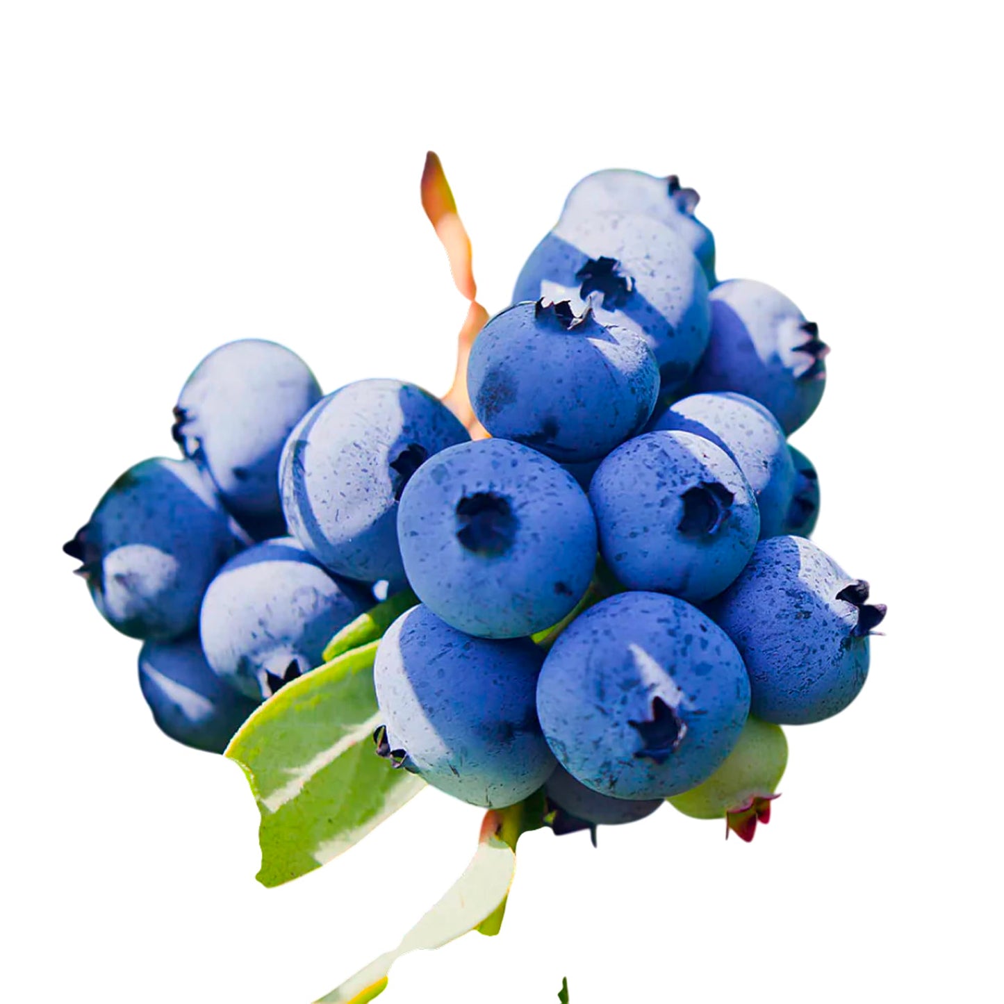 PowderBlue Blueberry Bush, Live Fruit Plant, Fresh Berries (1 Gallon/Potted/Set of 2 Plants)
