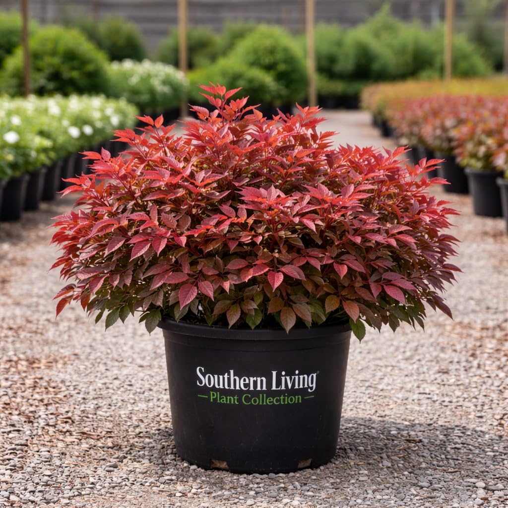 Obsession Nandina 3-Gallon