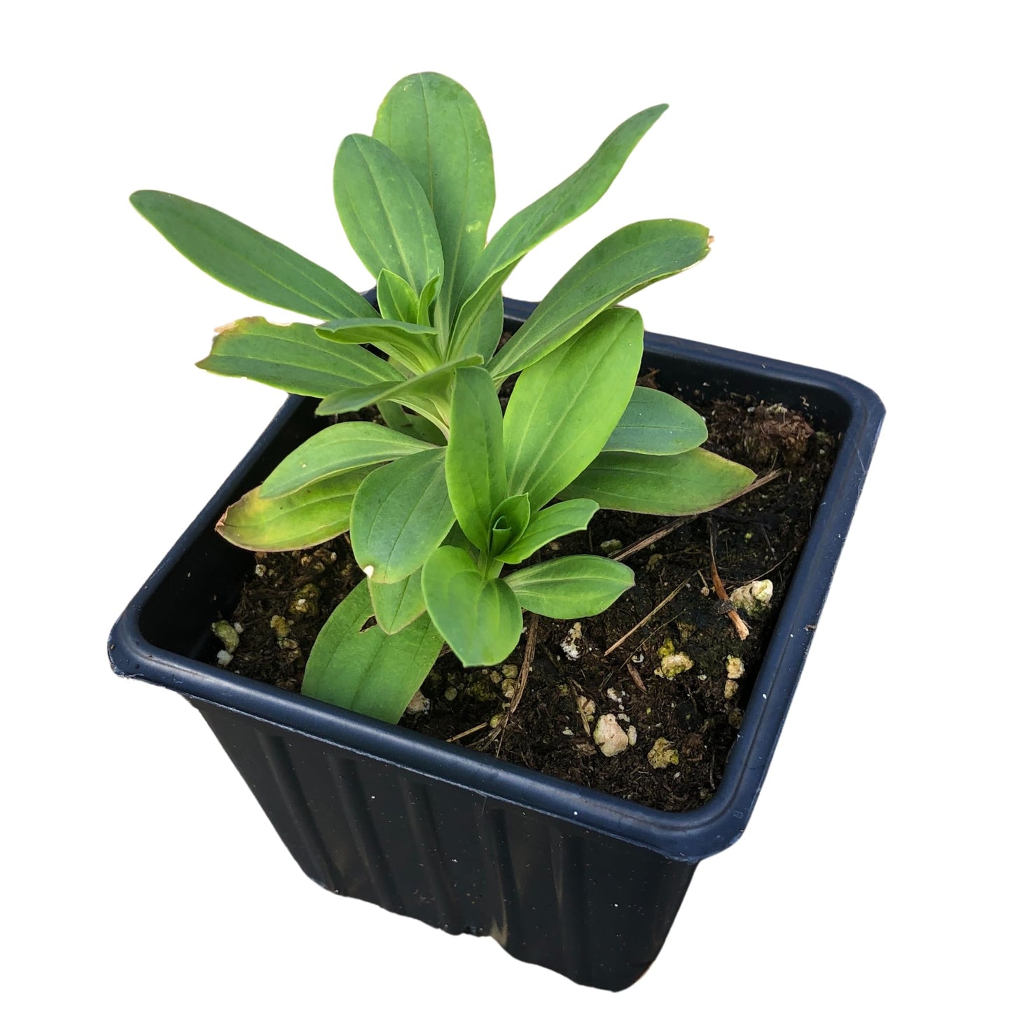 Smoke Camp Crafts Soapwort Plant, Saponaria Officinalis, 2.5-inch Pot, Organic