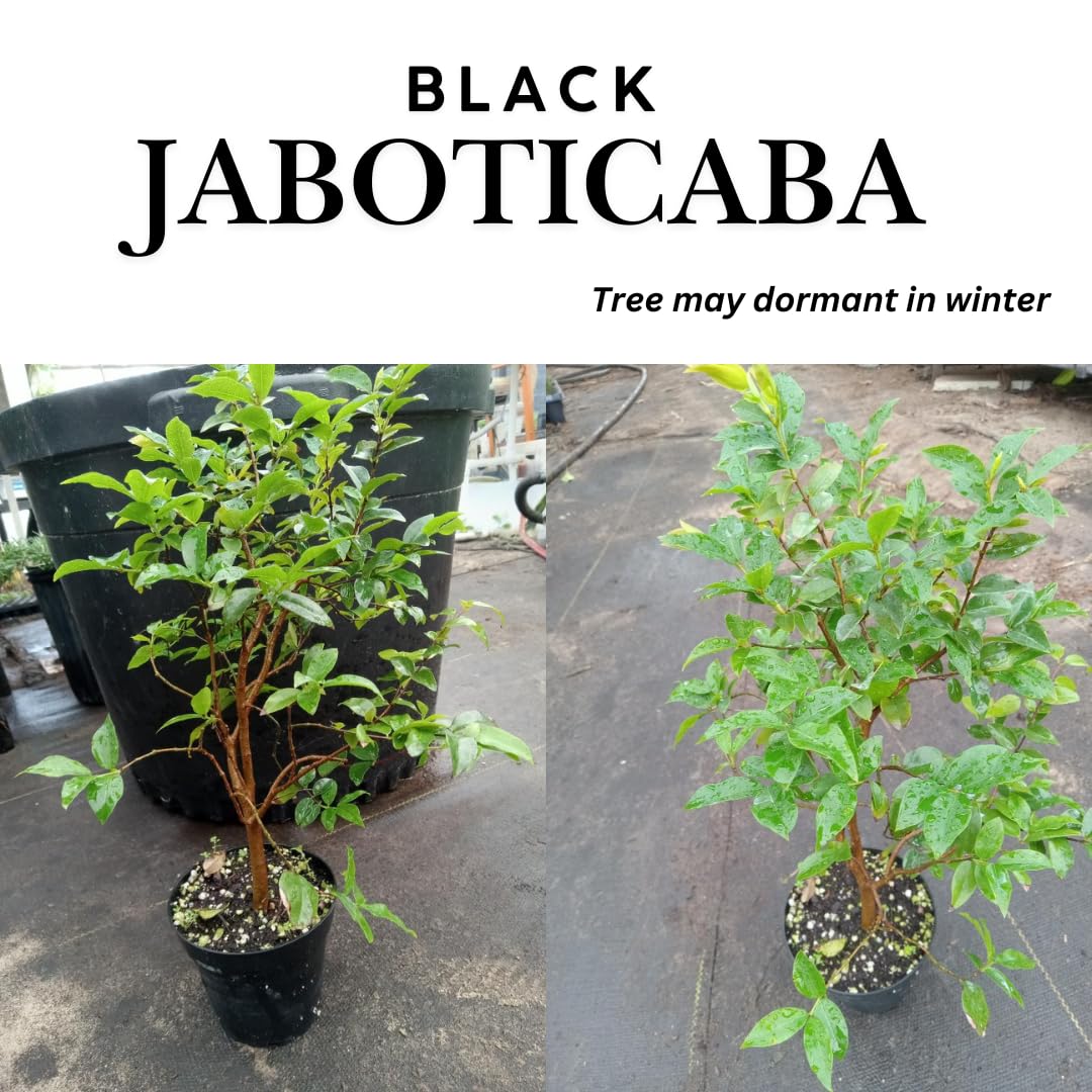 Black Jaboticaba Tree Plant Live, Well Rooted 2 to 3 Feet in Tall in Gallon Pot, Ready to Bear Fruit, No CA,Jabuticaba Fruit Trees