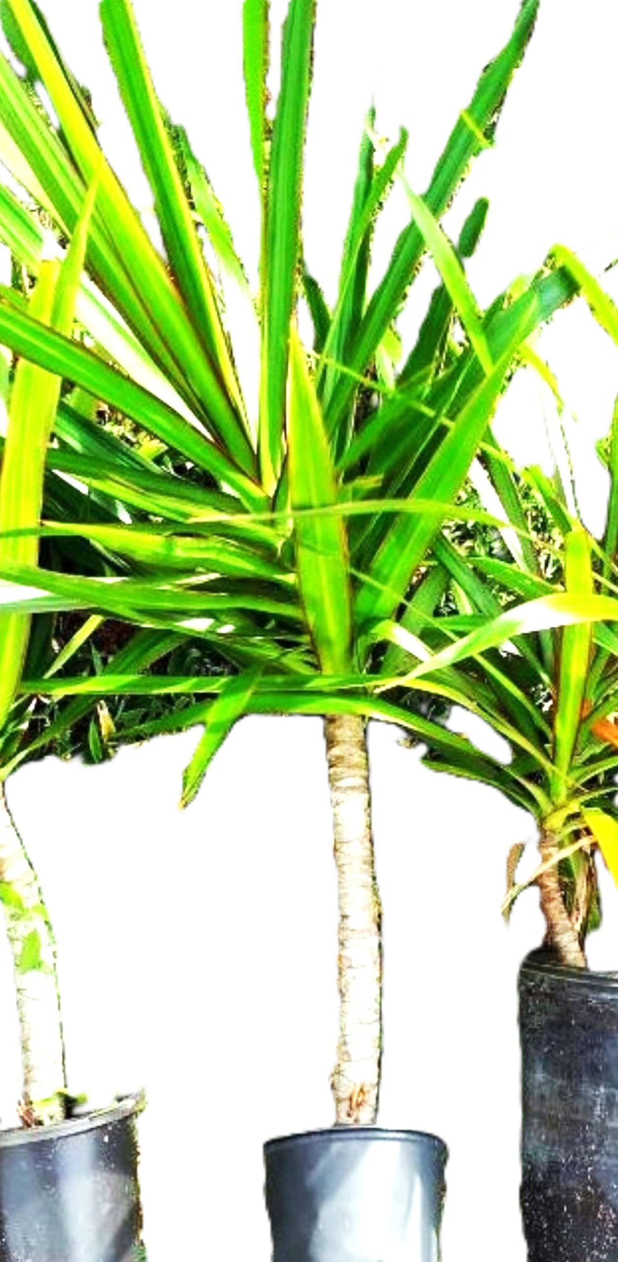 Madagascar Dragon Tree Green/Red Bi‑Color Live 12" Rooted Houseplant – Easy Indoor Air‑Purifying