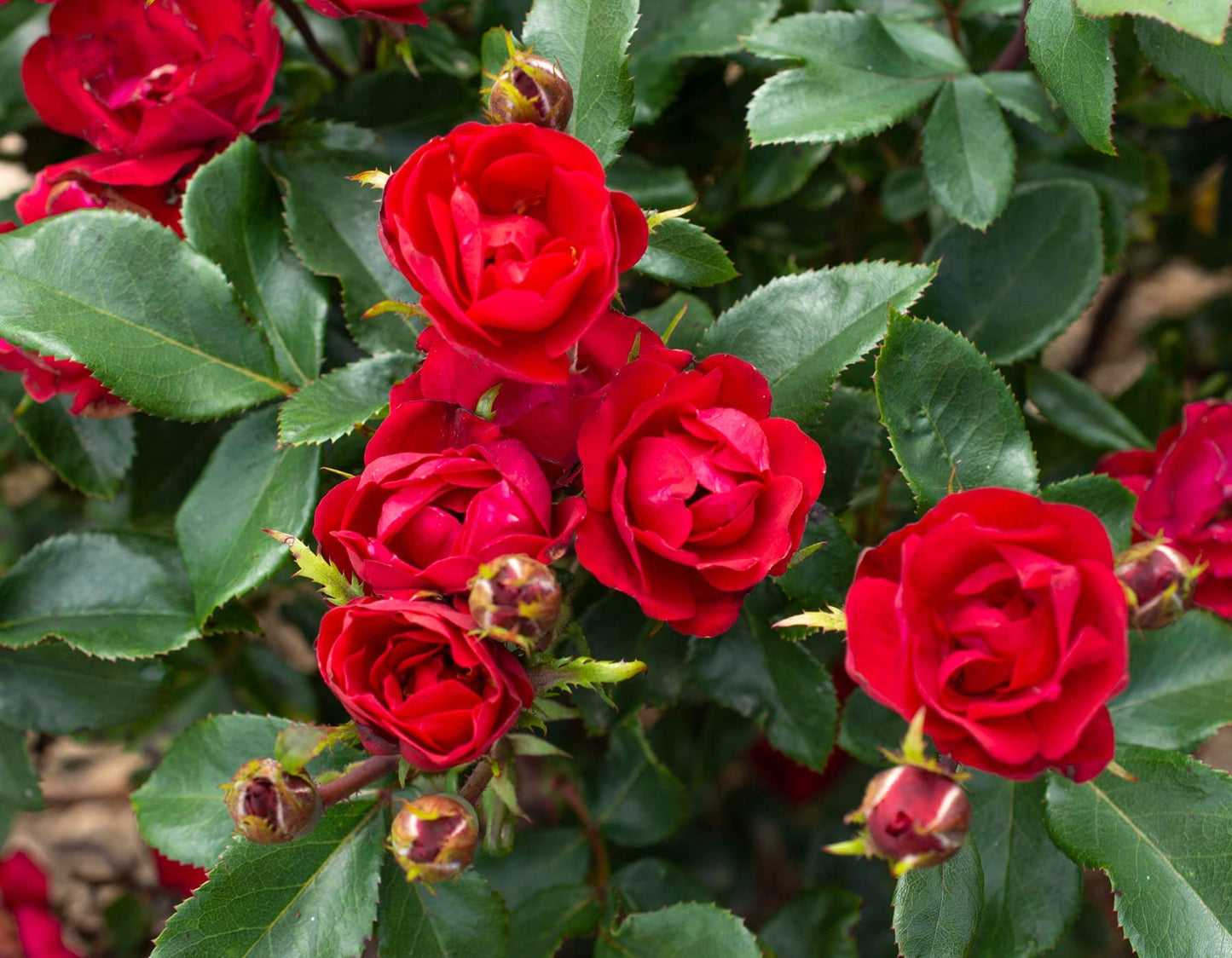 Petite Knock Out® Rose - Live Plant - (1 QT)