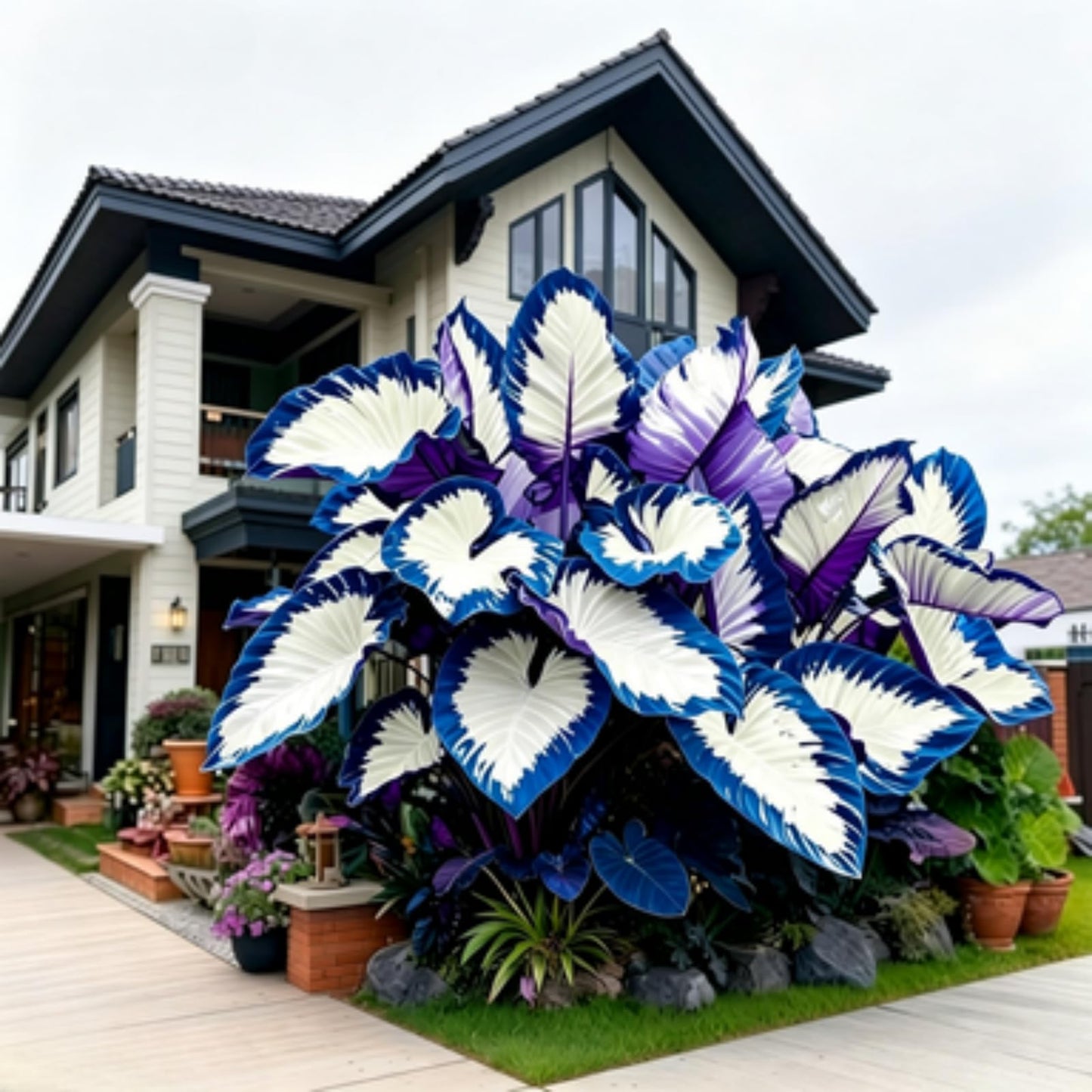 JWDSKT Fast Growing Elephant Ear Pattern - Excellent Landscaping Appeal, Ideal for Shade Gardens, Drought-Tolerant, Striking Colors and Patterns (6)