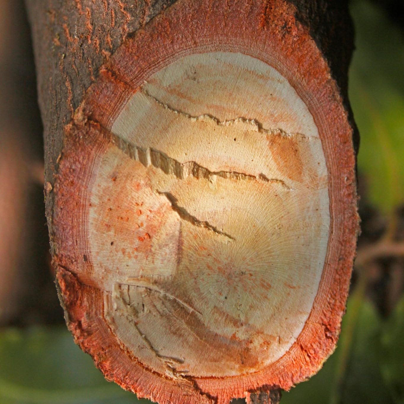 Palm Beach Medicinal Herbs - Red Sandalwood Tree (Pterocarpus santalinus) - Packet of 5 Seeds