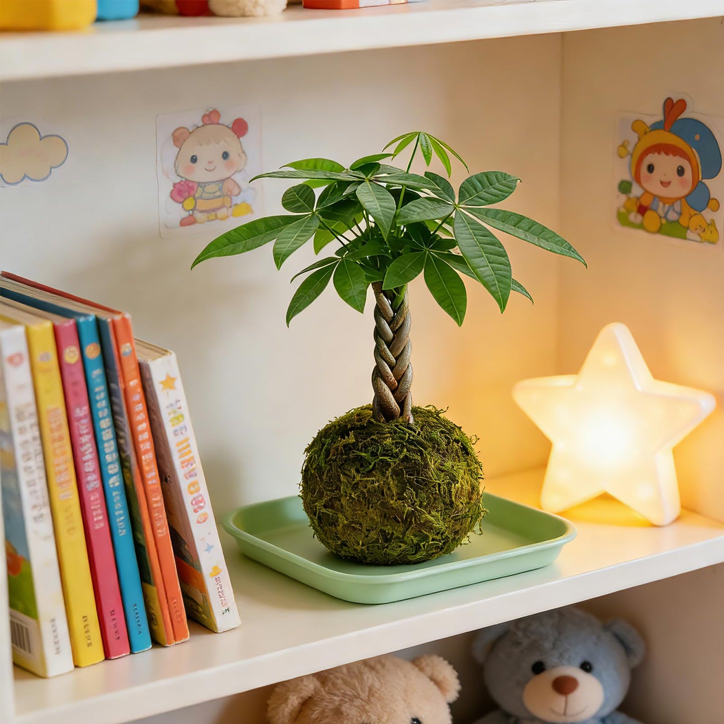 Live Plant Money Tree Kokedama, Easy to Grow, A Living Moss Ball Plant for Home Office Decor, Unique Gift