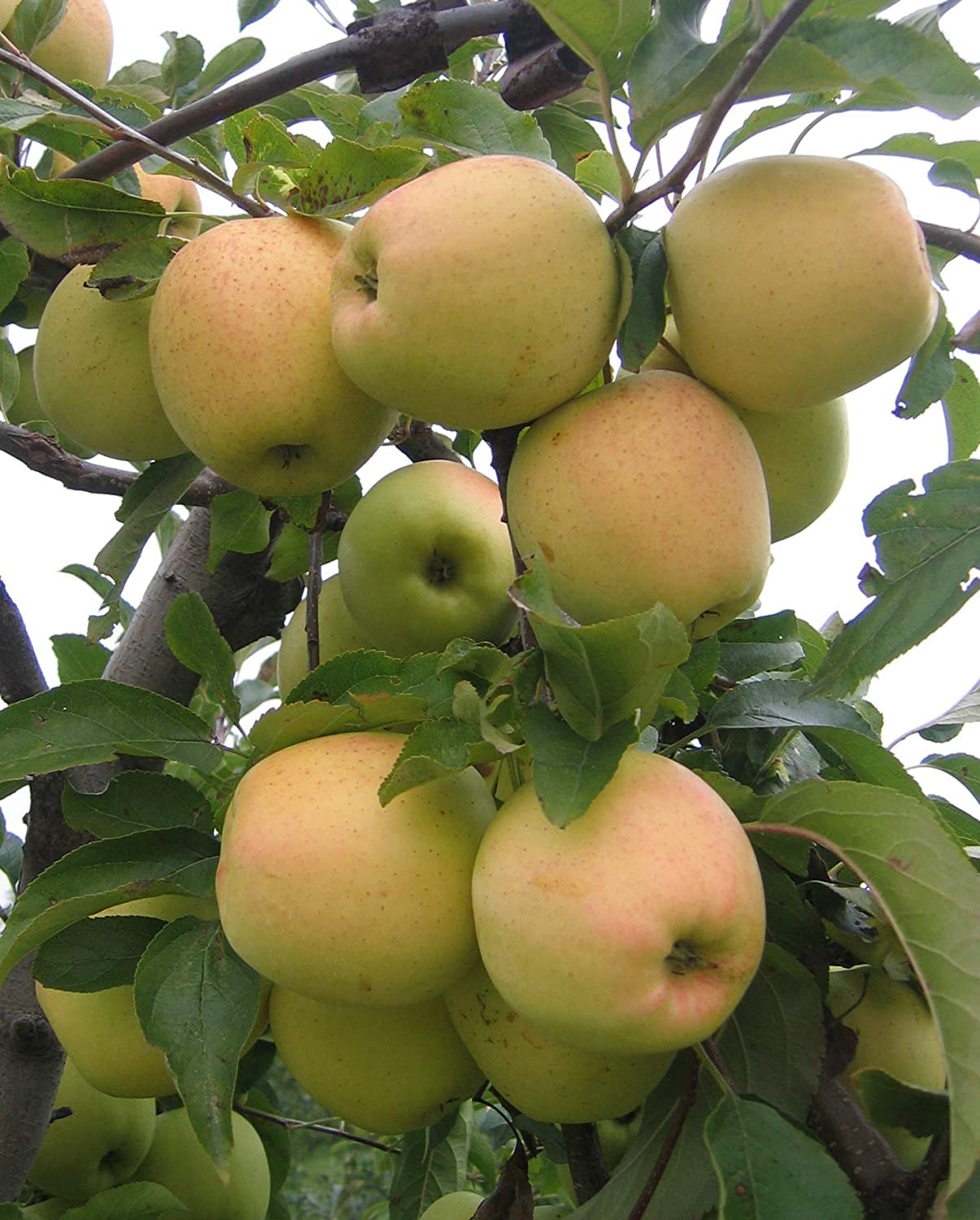 Golden Delicious Apple Tree - Grow Fresh Fruit - Live Plant Shipped 2 to 3 Feet Tall by DAS Farms