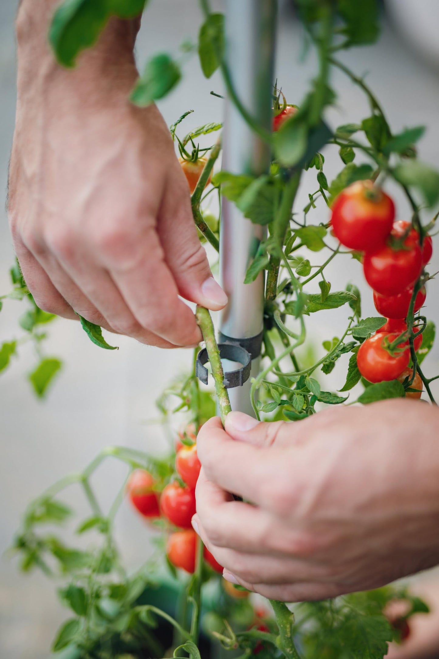 BUZZY Seeds Self-Watering Vertical Tomato Planter with Trellis – 1.2 Gal Reservoir, Large Capacity Planter for Tomatoes & Climbing Plants (Green)