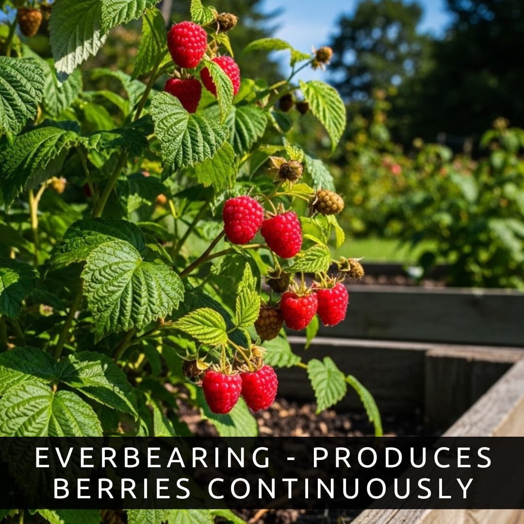 Joan J Raspberry Plants – Thornless Red Raspberry with Large Sweet Berries – Everbearing Fruit Plants for Home Gardens (10 Plants)