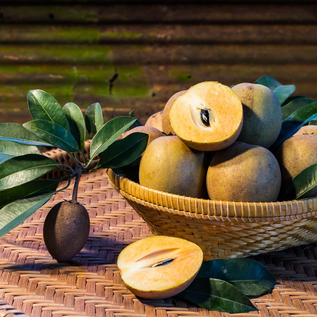 Live Sapodilla Tree, Tropical Sapodilla Fruit Tree, Sweet Fruit, 2–3 Feet Tall, Ready for Planting