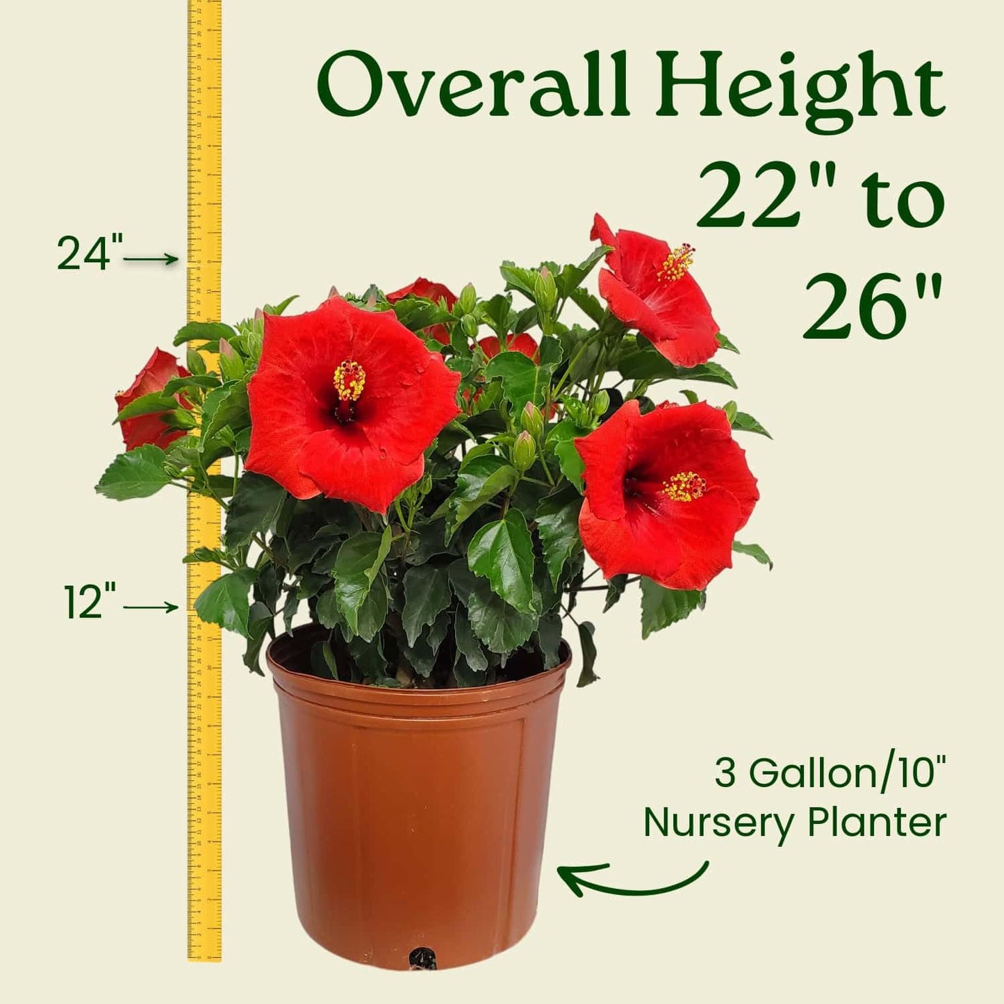Yoder Red Hibiscus Bush - 22" to 26" Overall Height - Large Live Flowering Plant - Tropical Plants of Florida (Plant Only)