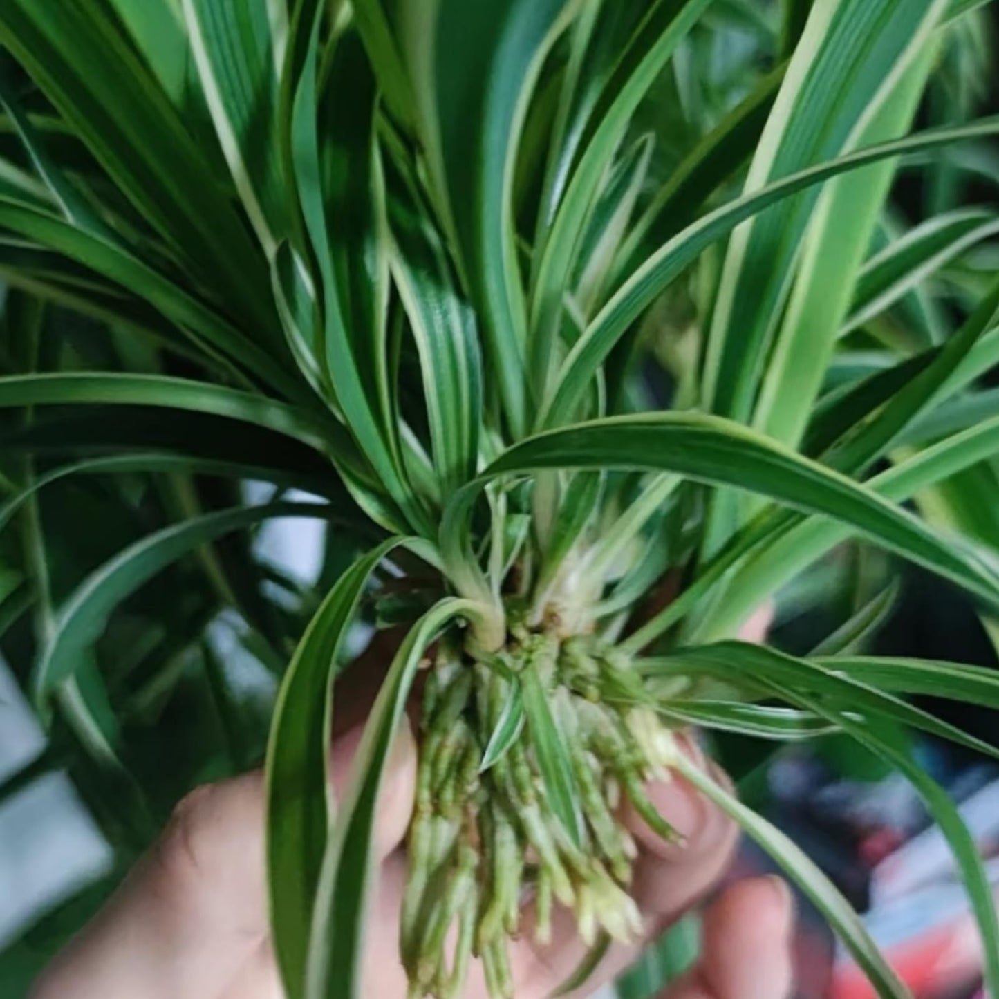 NYGardenia 2 Reverse Variegated Spider Plant Cuttings – Fast-Growing Indoor Houseplants, Air-Purifying Hanging Basket Greenery