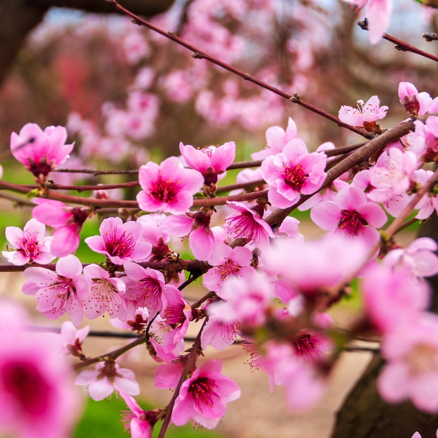 GURNEY'S - Captain Crunch Reachables Dwarf Nectarine Dormant Bare Root Starter Fruit Tree - Due to State restrictions Can't Ship to: CA, CO, ID, MT, OR, or WA