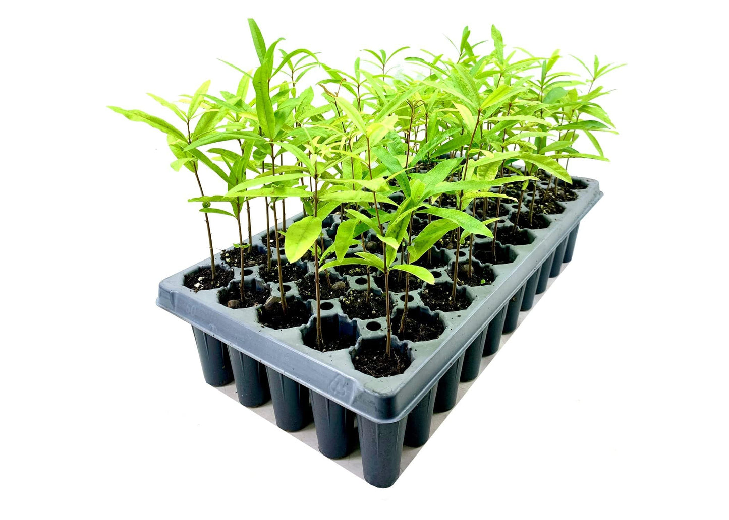 Willow Oak Tree | 3 Live Plants | Quercus Phellos | Beautiful Unique Fast Growing and Hardy Shade Tree
