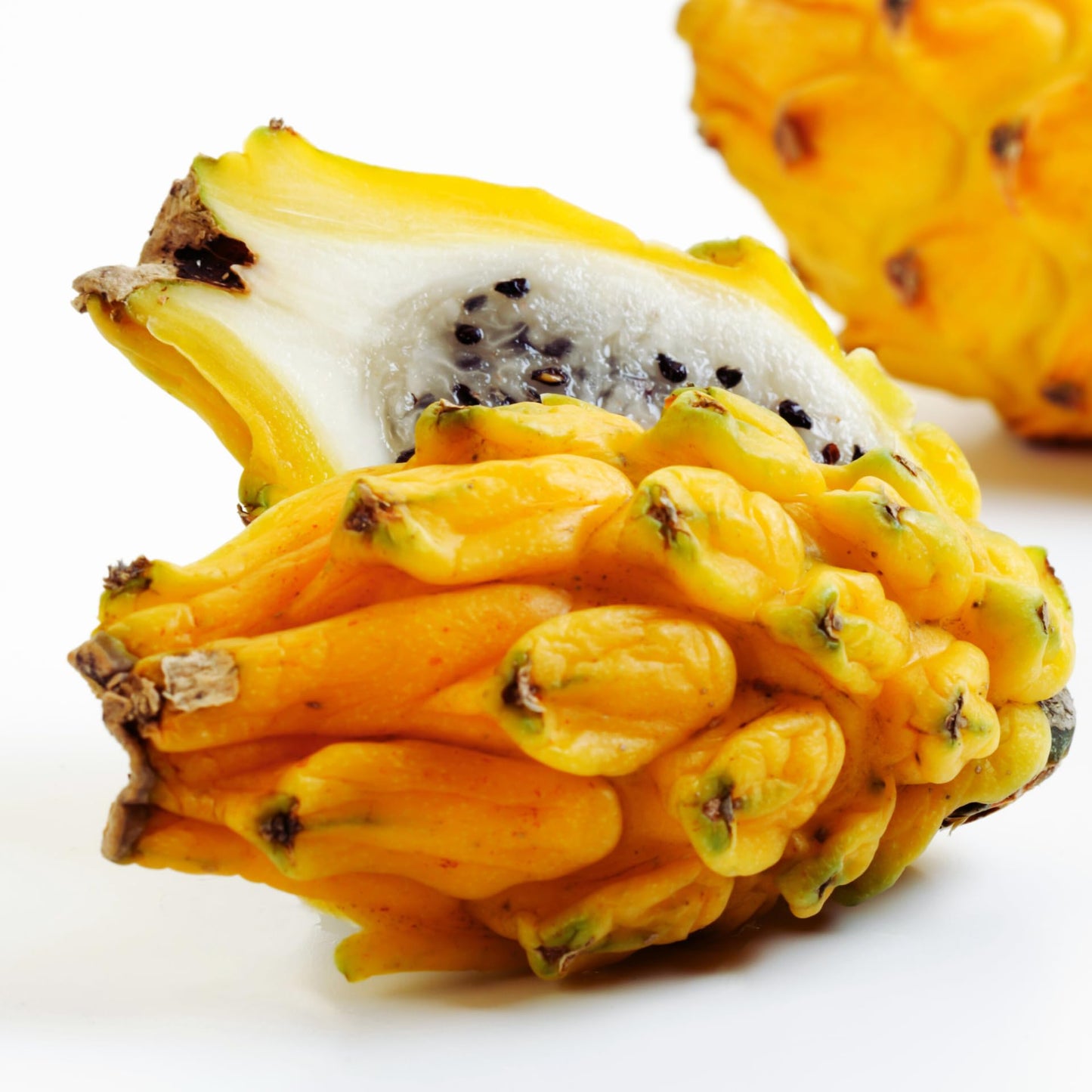 Yellow Dragon Fruit Plant Live, 3 to 6 Inches Tall Well Rooted, Dragon Fruit Live Plant