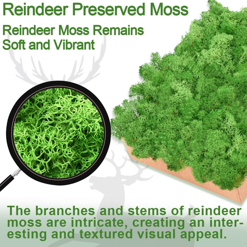 TCYPUHL Preserved Reindeer Moss 3.5 OZ Pink Natural for Crafts, DIY Gift Christmas Decor, Wall Art, Potted Plants, Floral Fake Moss for Easter Table Decor Wedding Decorative(3.5 OZ, Pink)