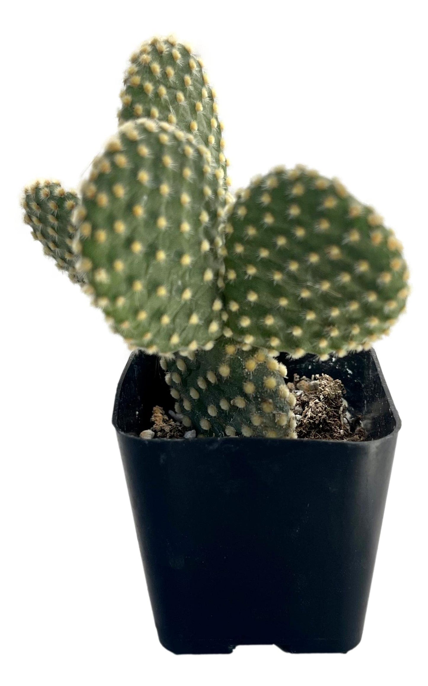 Fat Plants San Diego Living Indoor Succulents and Cactus Rooted in Plastic Planters with Soil (2 Inch, Yellow Opuntia)