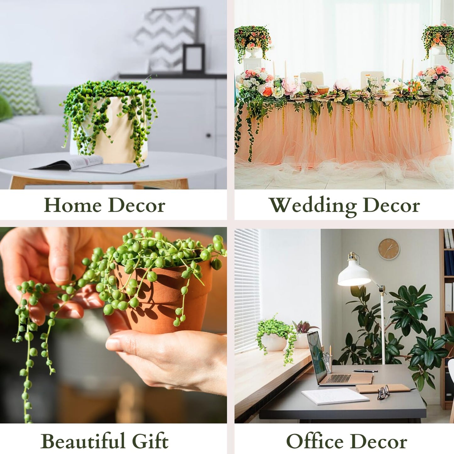 3" String of Pearls Plant Live, Succulent Plants Live in Hanging Basket, Rare Houseplant for Home Office Wedding & Gift Decor (Heat Pack Included)
