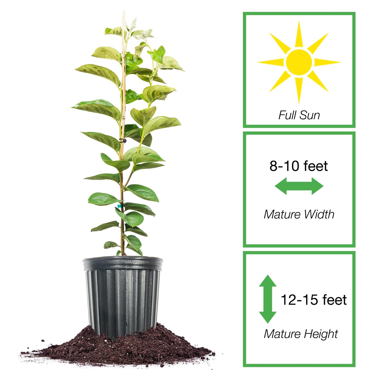 Perfect Plants Tanenashi Persimmon Tree 3 Gallon | Live Fruit Tree for Gardens | Sweet Edible Fruit