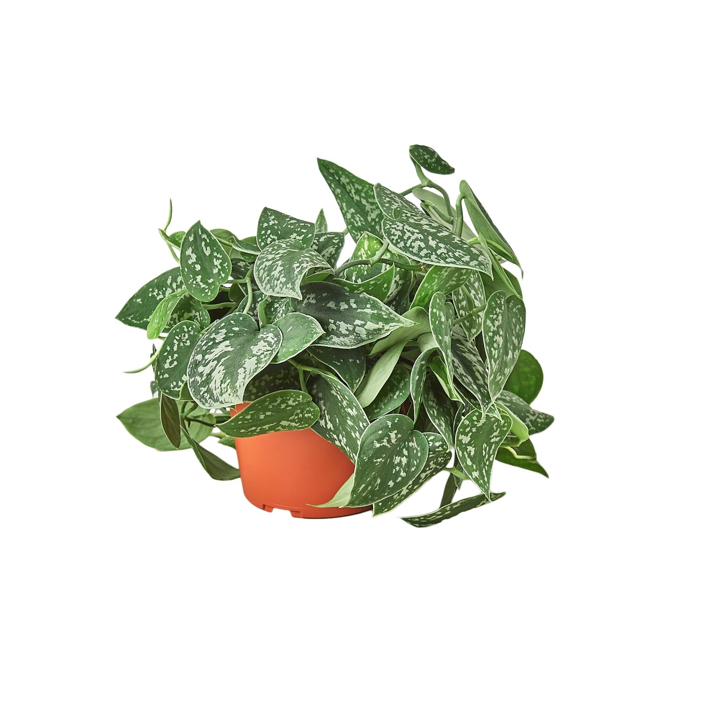 Pothos Satin | Live Plant for Indoor & Outdoor | for Living Room, Office, Bathroom | (4" Pot)