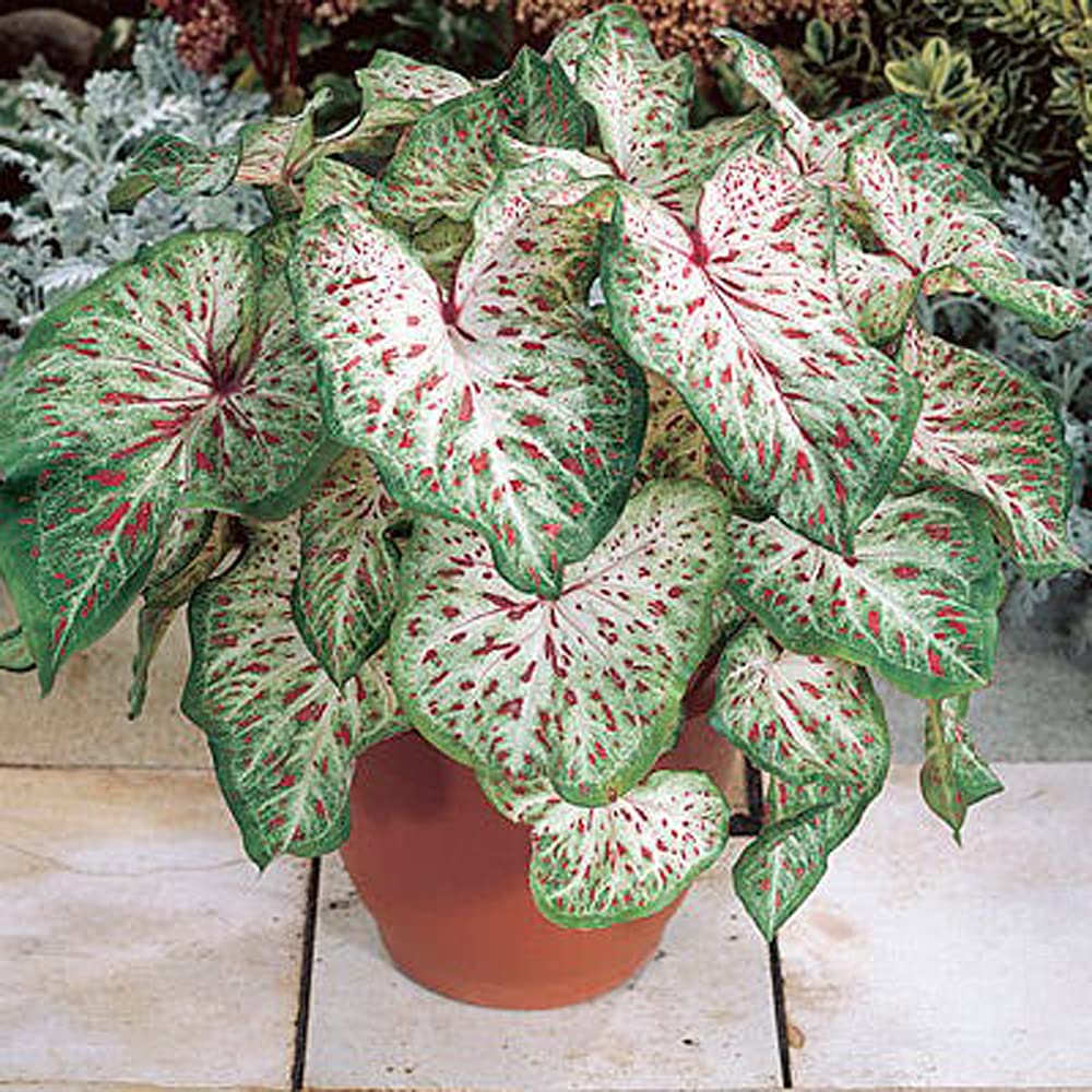 UtopiaSeeds Gingerland Caladium Bulb - Dwarf Fancy Leaf Caladium - 1 Caladium Root