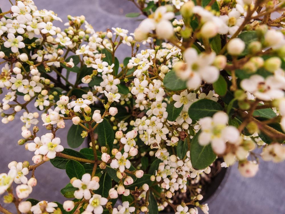 Mrs. Schiller's Delight Viburnum 1 Gallon