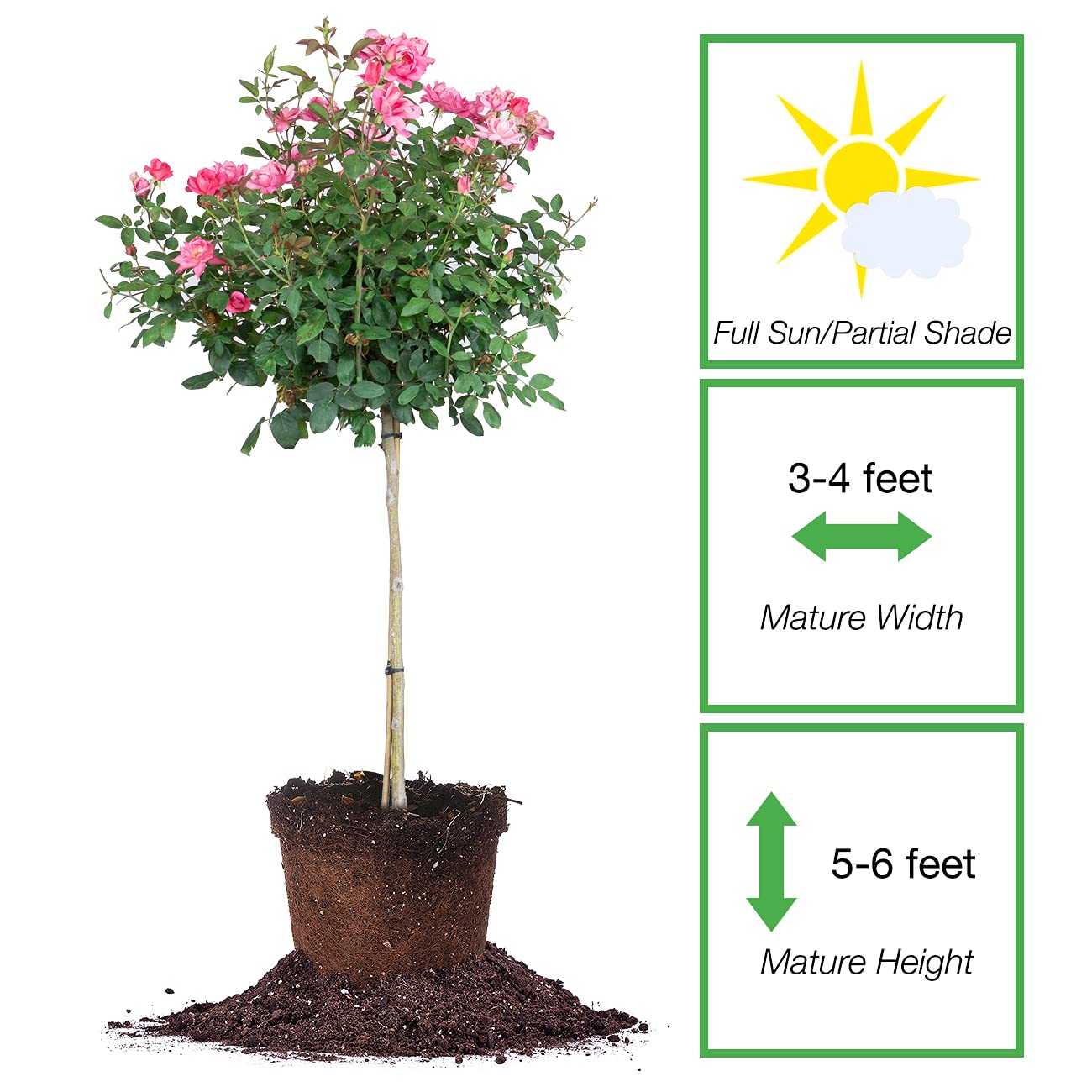 Perfect Plants Double Pink Knock Out Rose Tree | Unique Topiary | Eye Catching Bright Pink Blooms