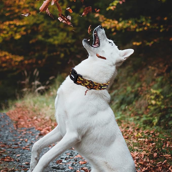 Astdogio Fall Dog Collar, Halloween Dog Collars for Extra Small Dogs, Cotton Puppy Collar with Bat Pattern, Pet Collar for Small Medium Large Dogs, Girl Boy Dogs Collar with Quick Release Buckle-XS