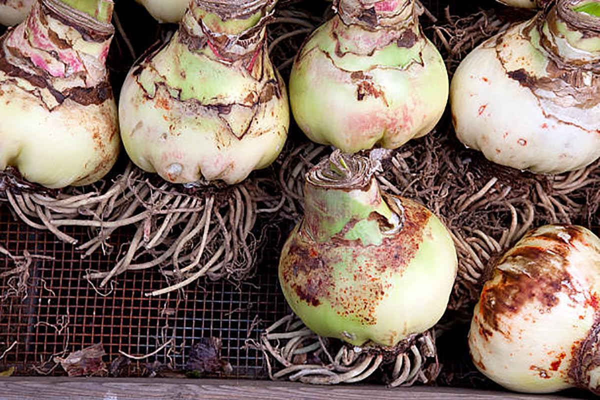 Apple Blossom Amaryllis – 28-30 cm Bare Root Bulb – 2-3 Stalks with Pink and White Flowers – Ideal for Indoor & Outdoor Planting – Easy to Grow Amaryllis Bulb