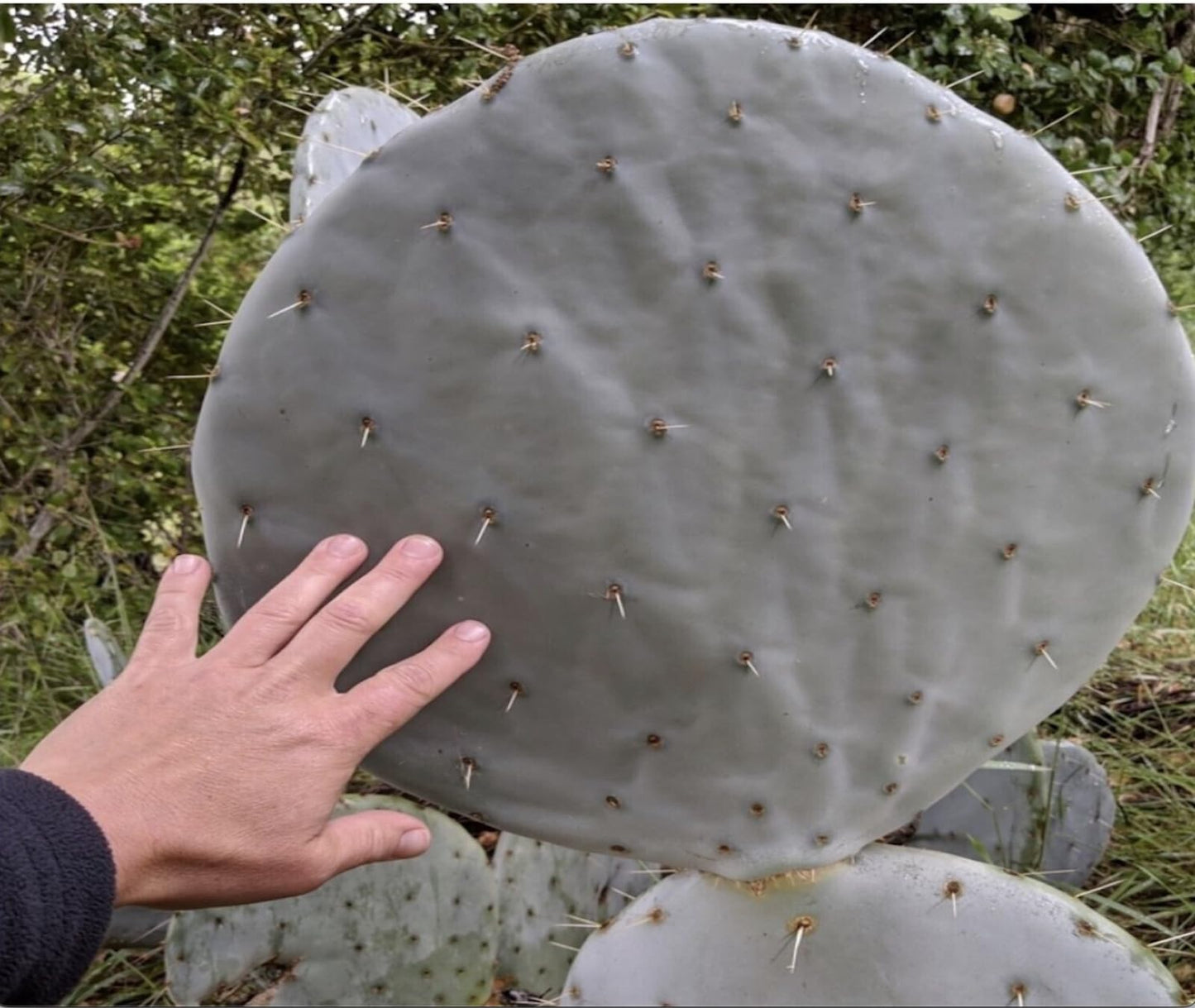 Wheel Cactus (Opuntia robusta) - Live Plant Cutting - Ready to Propagate - Grows Huge Pads
