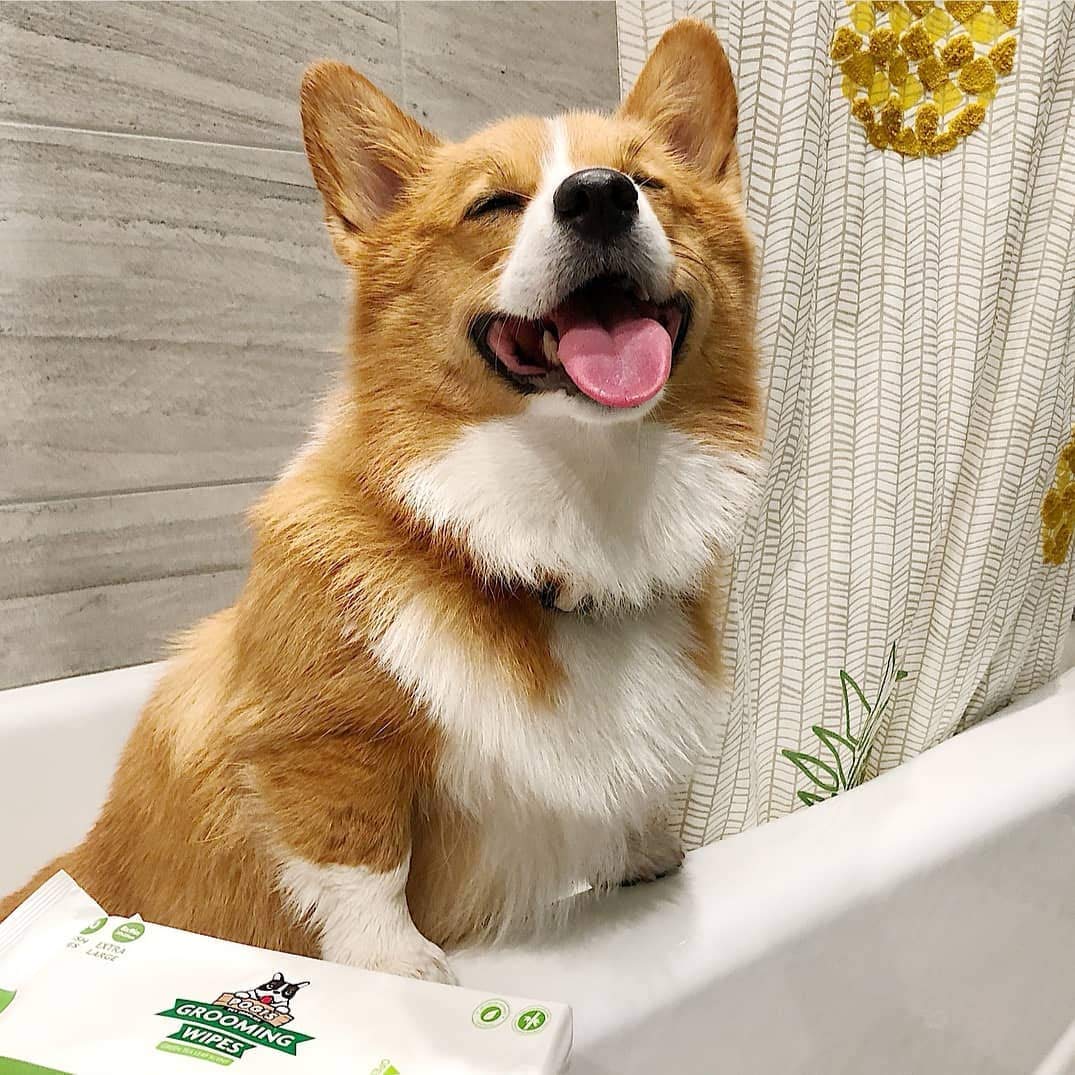 Pogi's Grooming Wipes Home & Travel Bundle - 100-Count Grooming Wipes for Home and 240-Count Packs for Travel