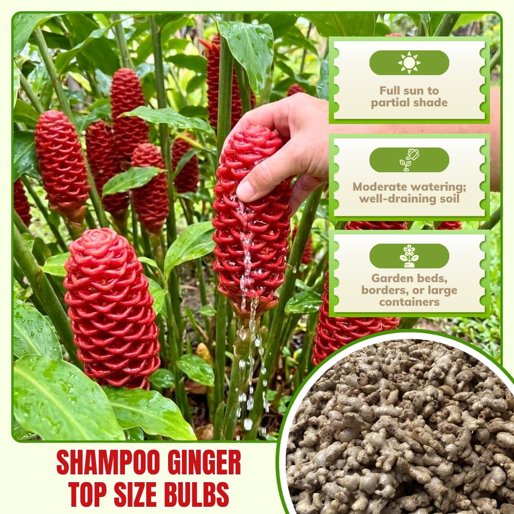 10 Awapuhi Shampoo Ginger Roots, Zingiber Zerumbet Red Pinecone Ginger Rhizomes