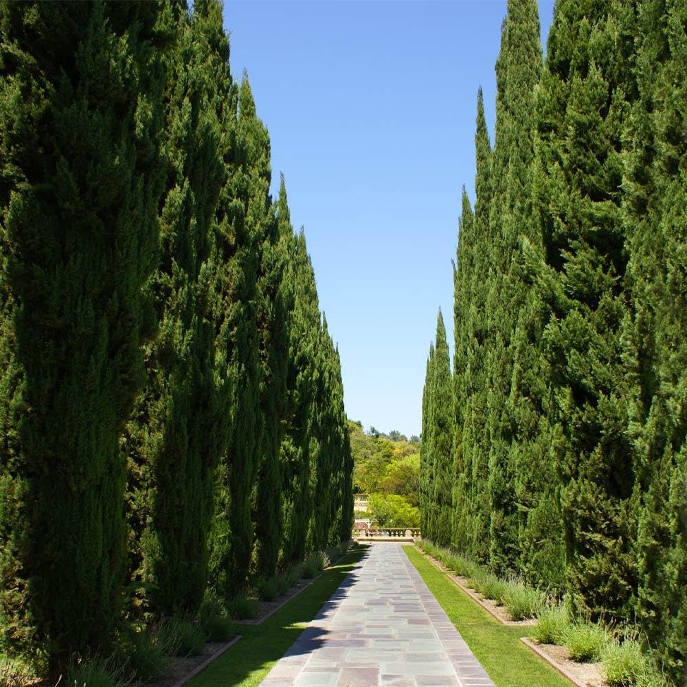 Brighter Blooms - Italian Cypress Tree, 1-2 ft. - No Shipping to AK, AZ, HI