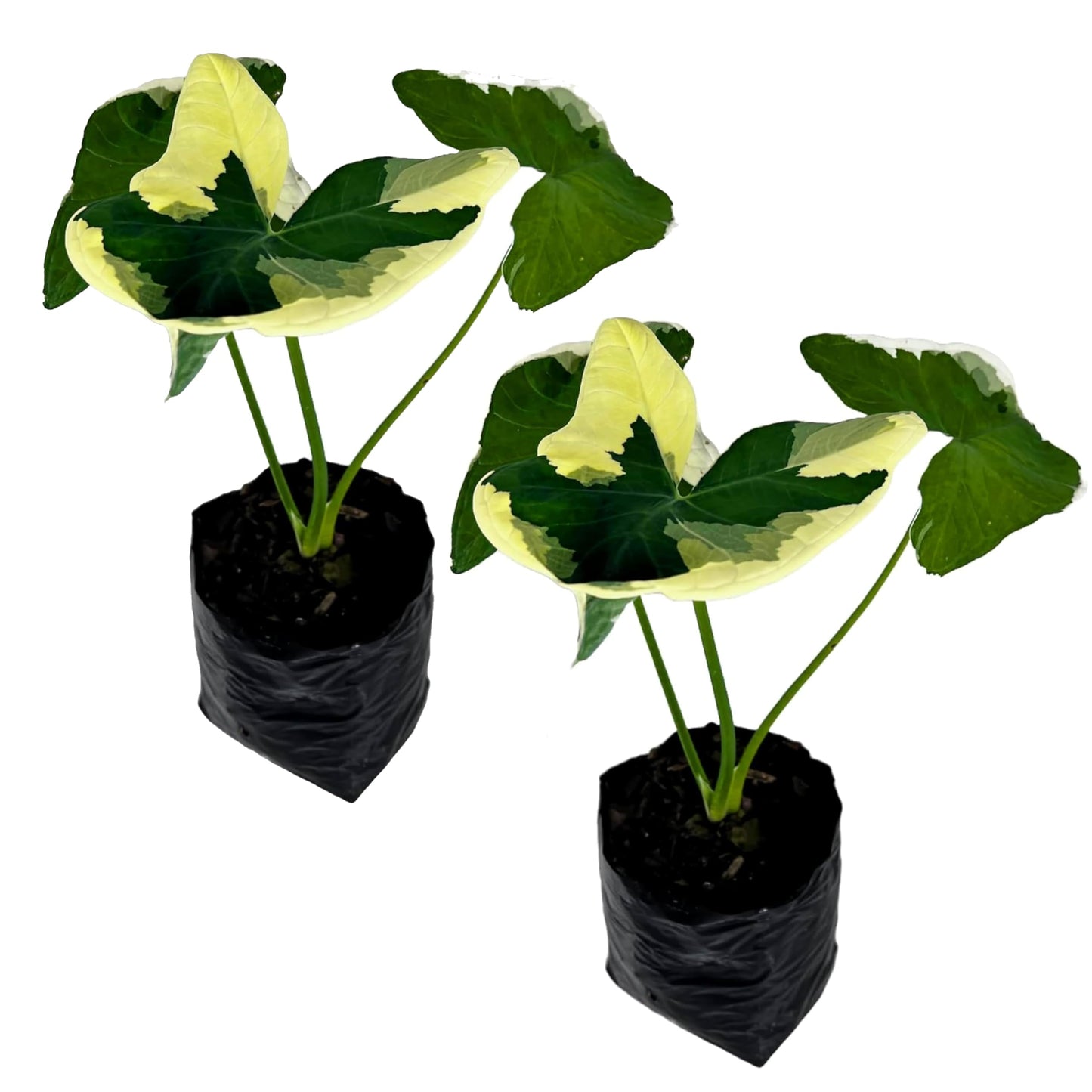 LEAL PLANTS ECUADOR Alocasia Variegated Mickey Mouse (Pack of 2) | Elephant Ear Plant | Heartshape Plant