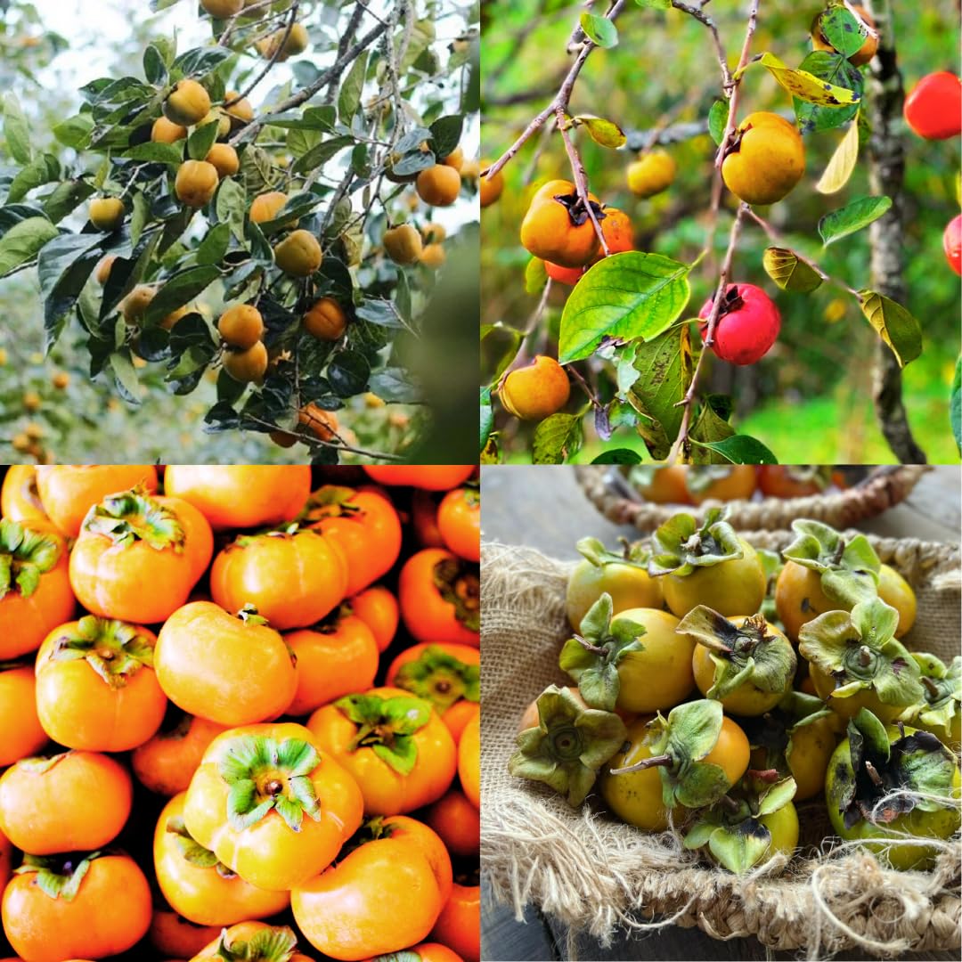 American Persimmon Tree Live Plant, Persimmons Fruit Plant Live, Zone 9 to 11, 5 to 7 Inc Tall Well Rooted