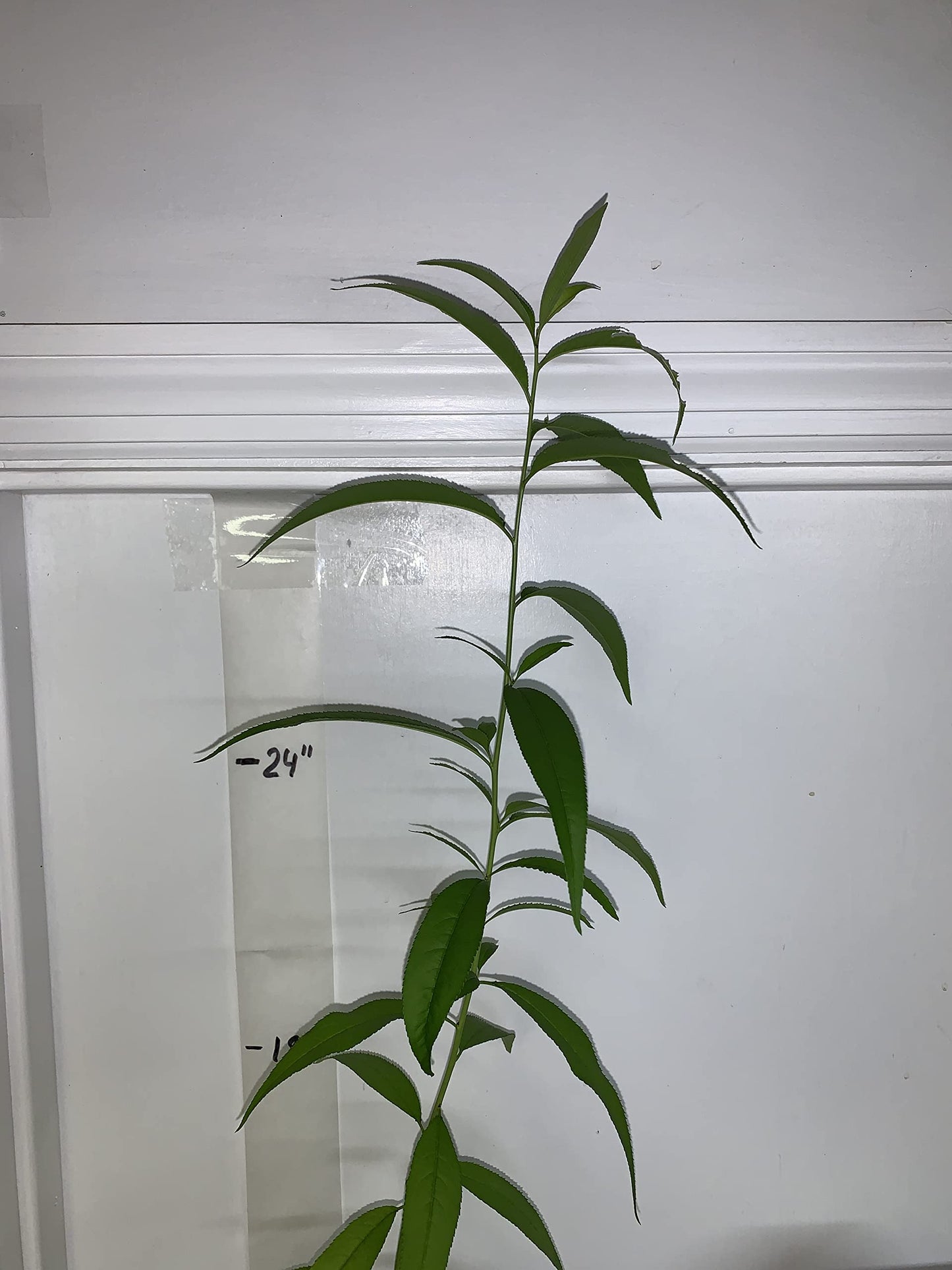 Prunus persica Nemaguard (Peach Seedling) Live 1-2 y.o. Plant