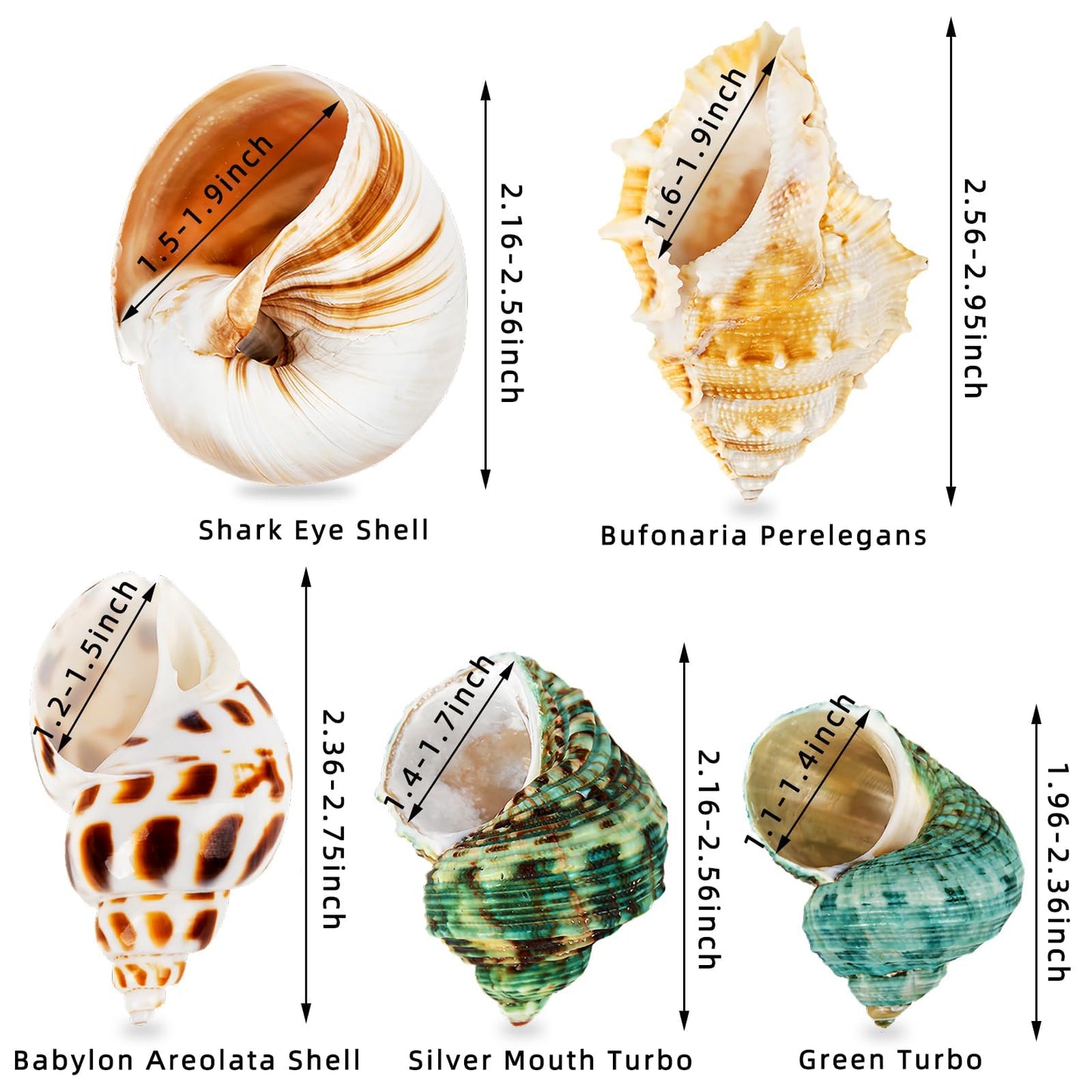 WeDoSoy 5PCS Hermit Crab Shells | Natural Sea Conch Size 2.1" - 2.8", Opening Size 0.9" - 1.5" | Medium Large Turbo Seashells for Hermit Crab Supplies and Beach Decoration Sea Shell